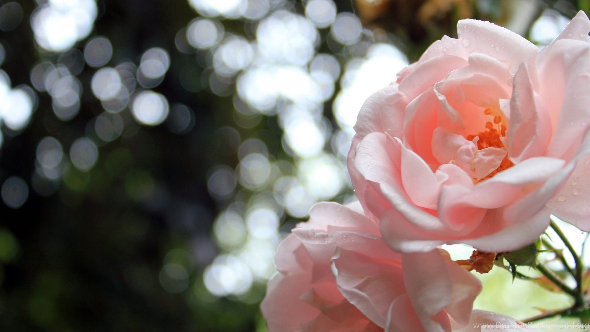 Rose rosa chiaro con bokeh, 1920x1080 1080p, PC Desktop