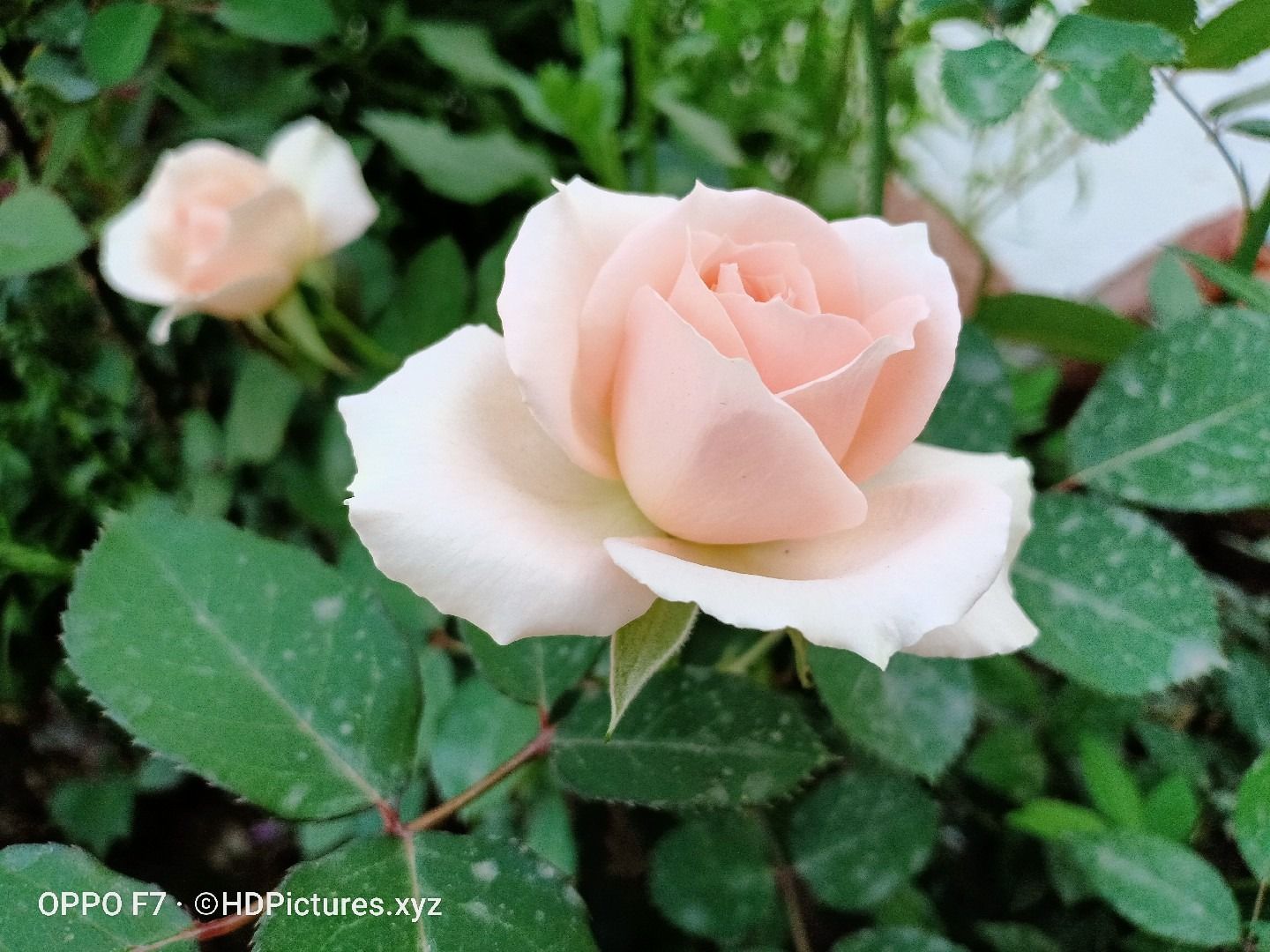 Rosa rosa chiaro sfocato, 1440x1080 720p, PC