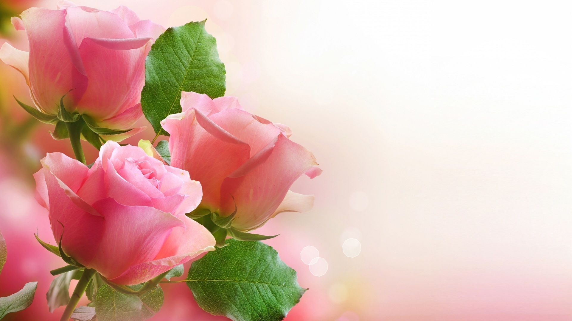 Rose rosa chiaro con foglie, 1920x1080 1080p, PC Desktop