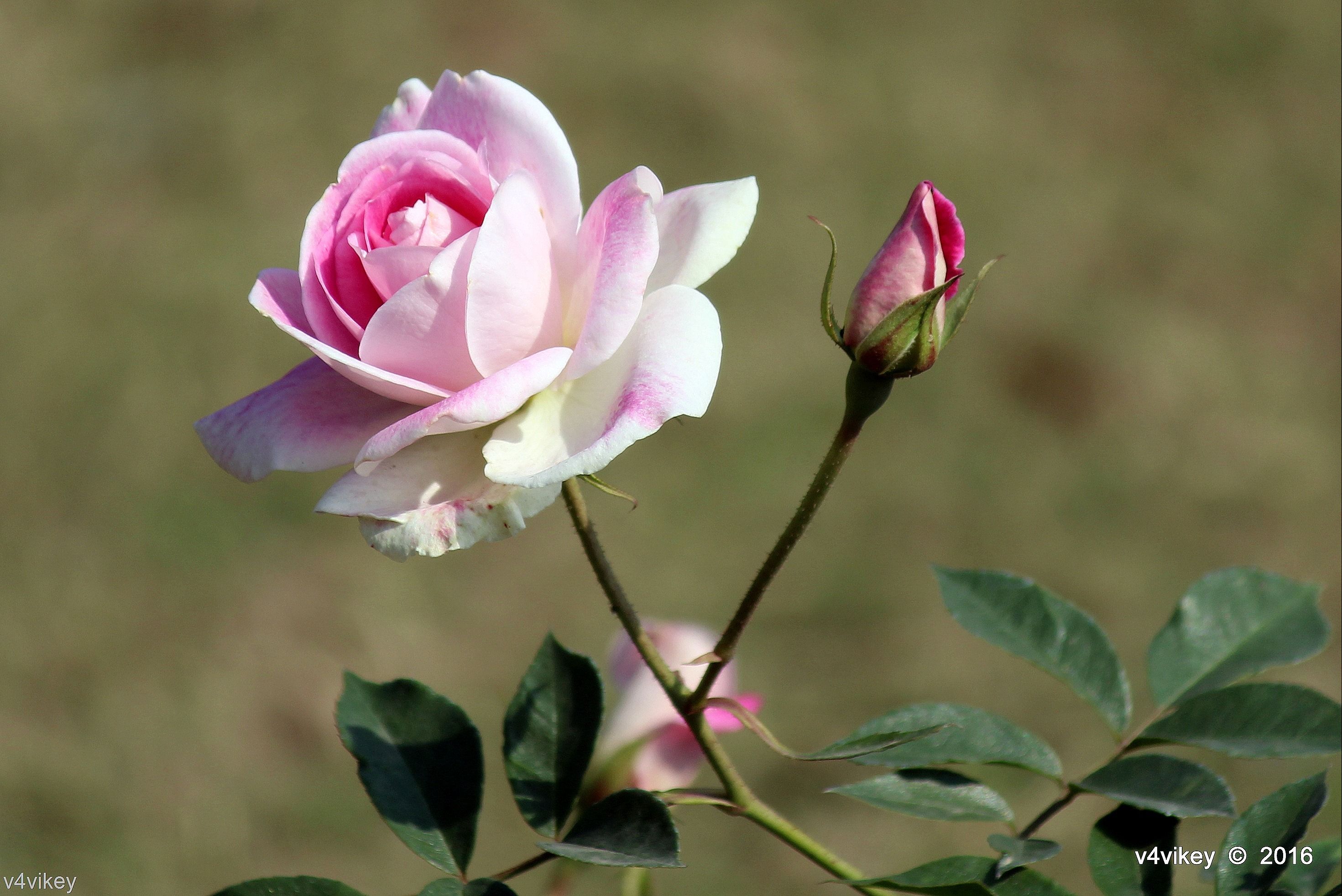 Rosa rosa chiaro con boccioli, 2941x1964 WQXGA, Desktop
