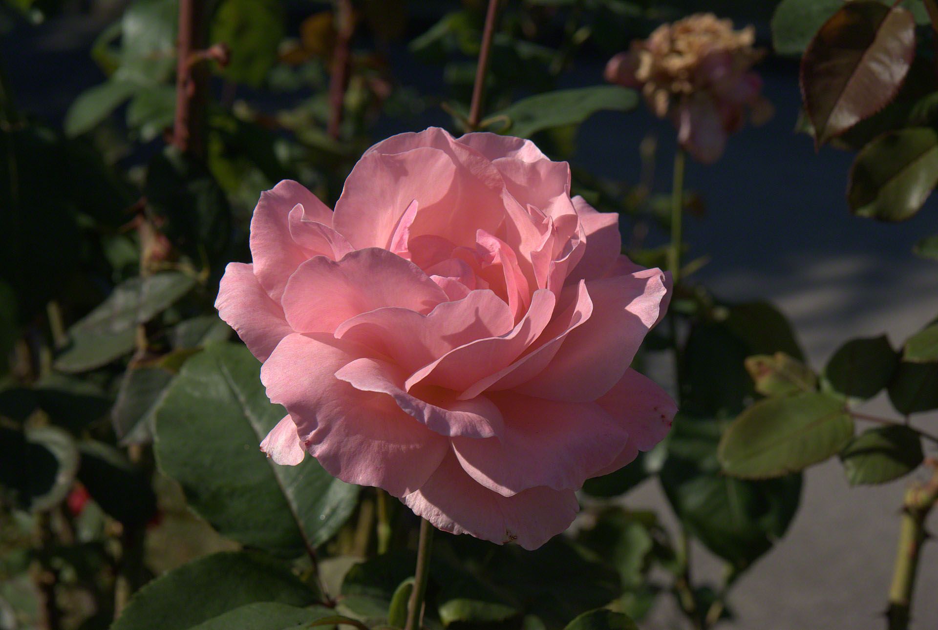 Rosa rosa chiaro sfocato, 1920x1290 Full HD+, Desktop