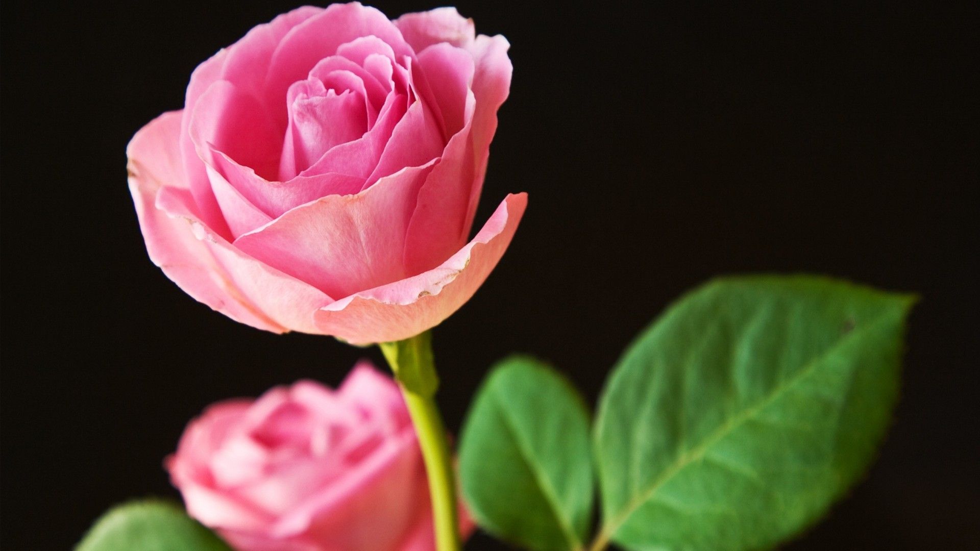 Rose rosa su sfondo nero, 1920x1080 1080p, Laptop