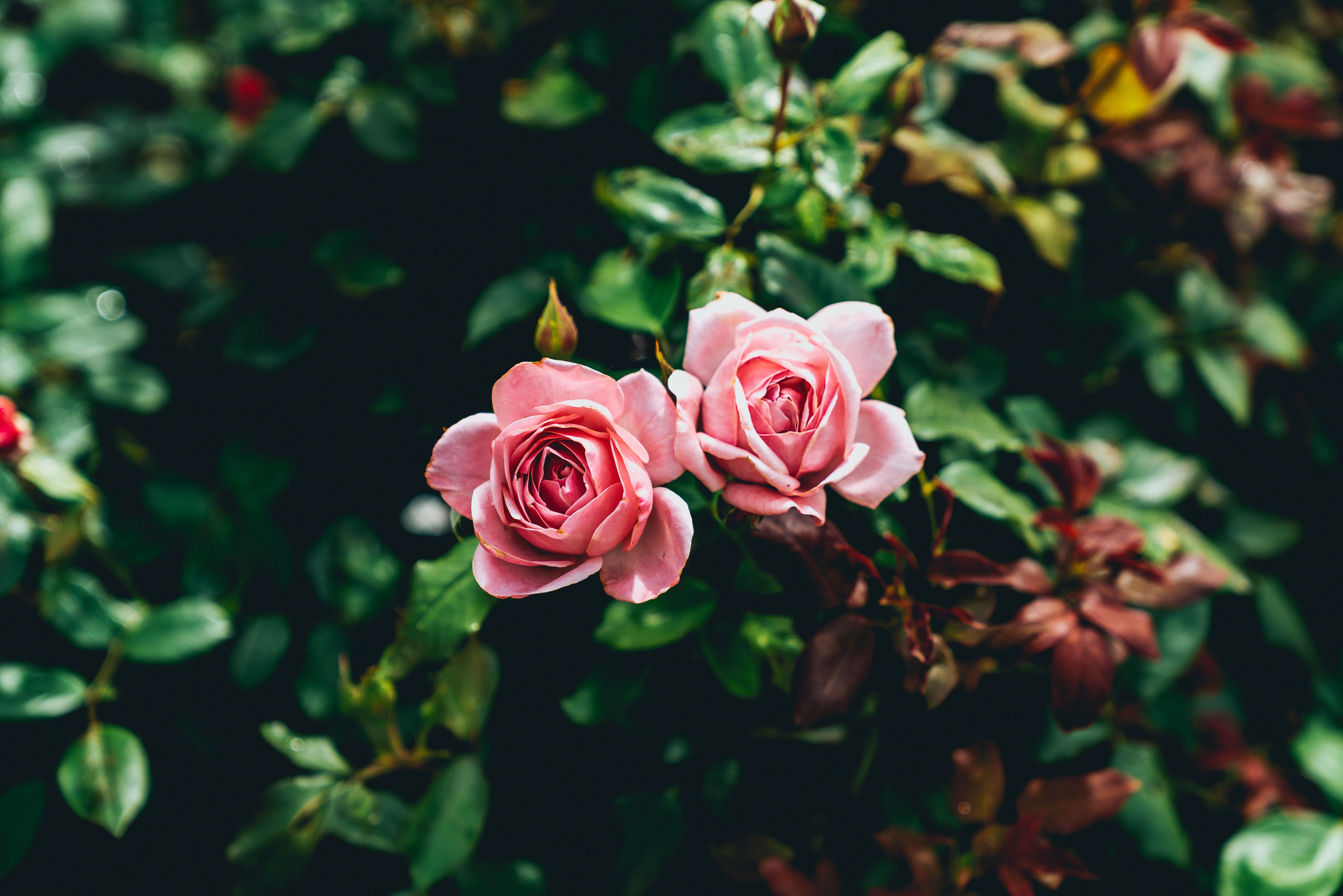 Rose rosa chiaro su cespuglio, 7952x5304 4K Ultra HD, Monitor 4K
