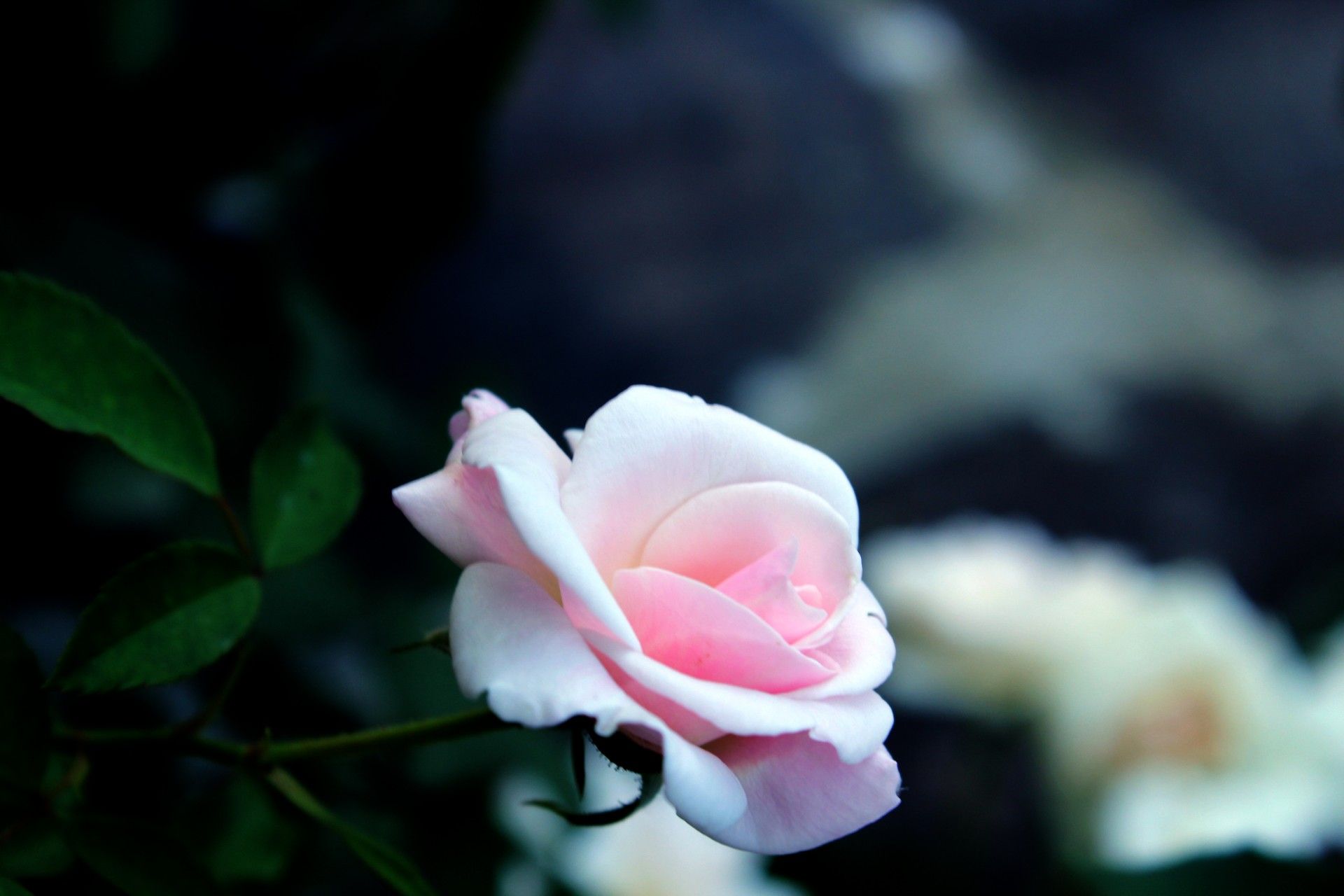 Rosa rosa chiaro sfocata, 1920x1280 Full HD+, iMac
