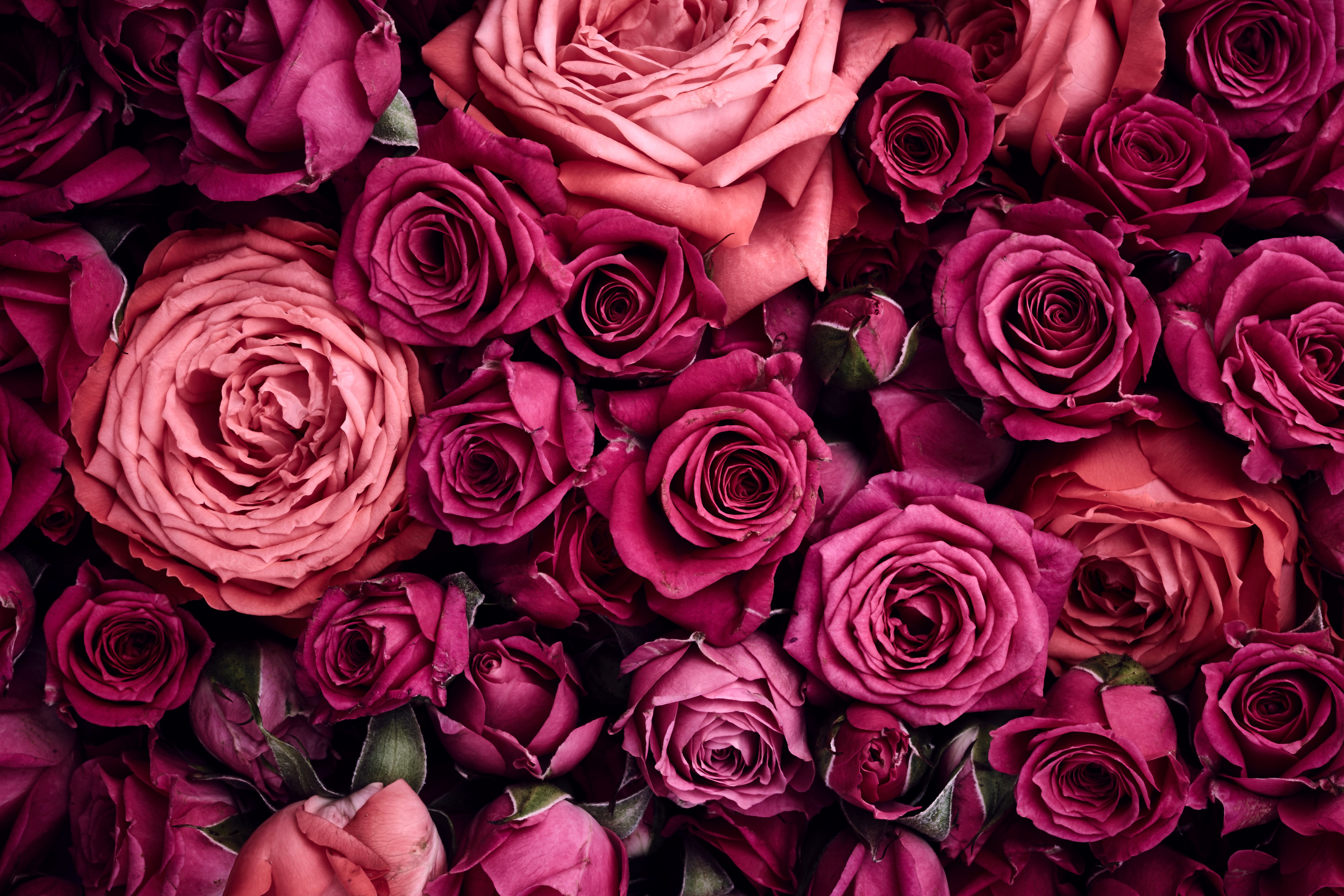 Rose rosa e bordeaux, 5472x3648 4K, Desktop 4K
