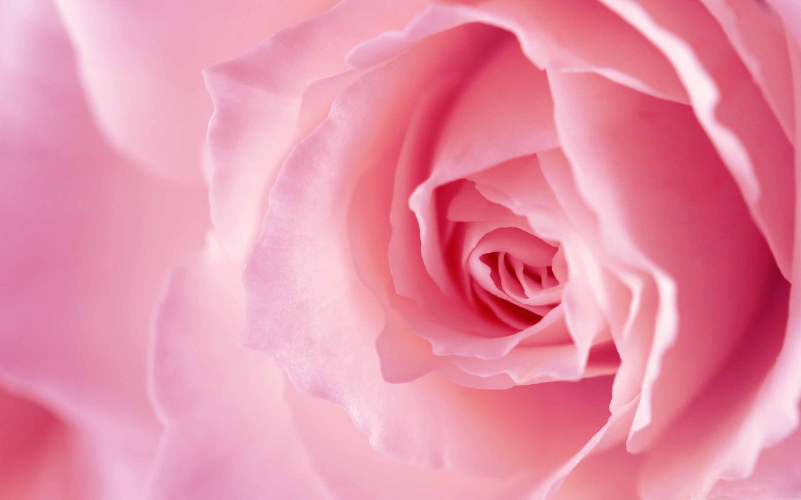 Rosa rosa chiaro macro, 2560x1600 WQXGA, Desktop