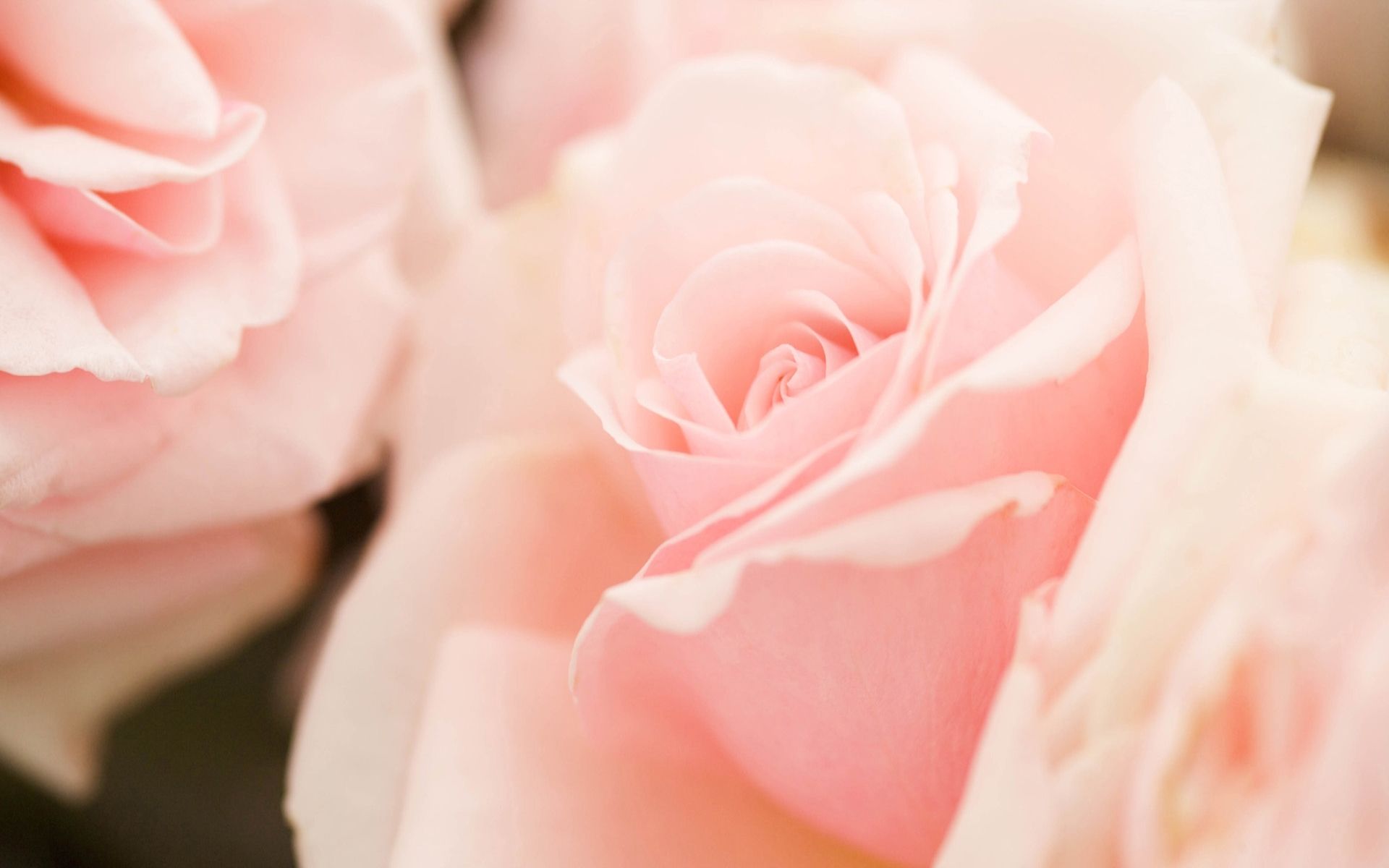 Rose rosa chiaro sfocate, 1920x1200 WUXGA, Laptop