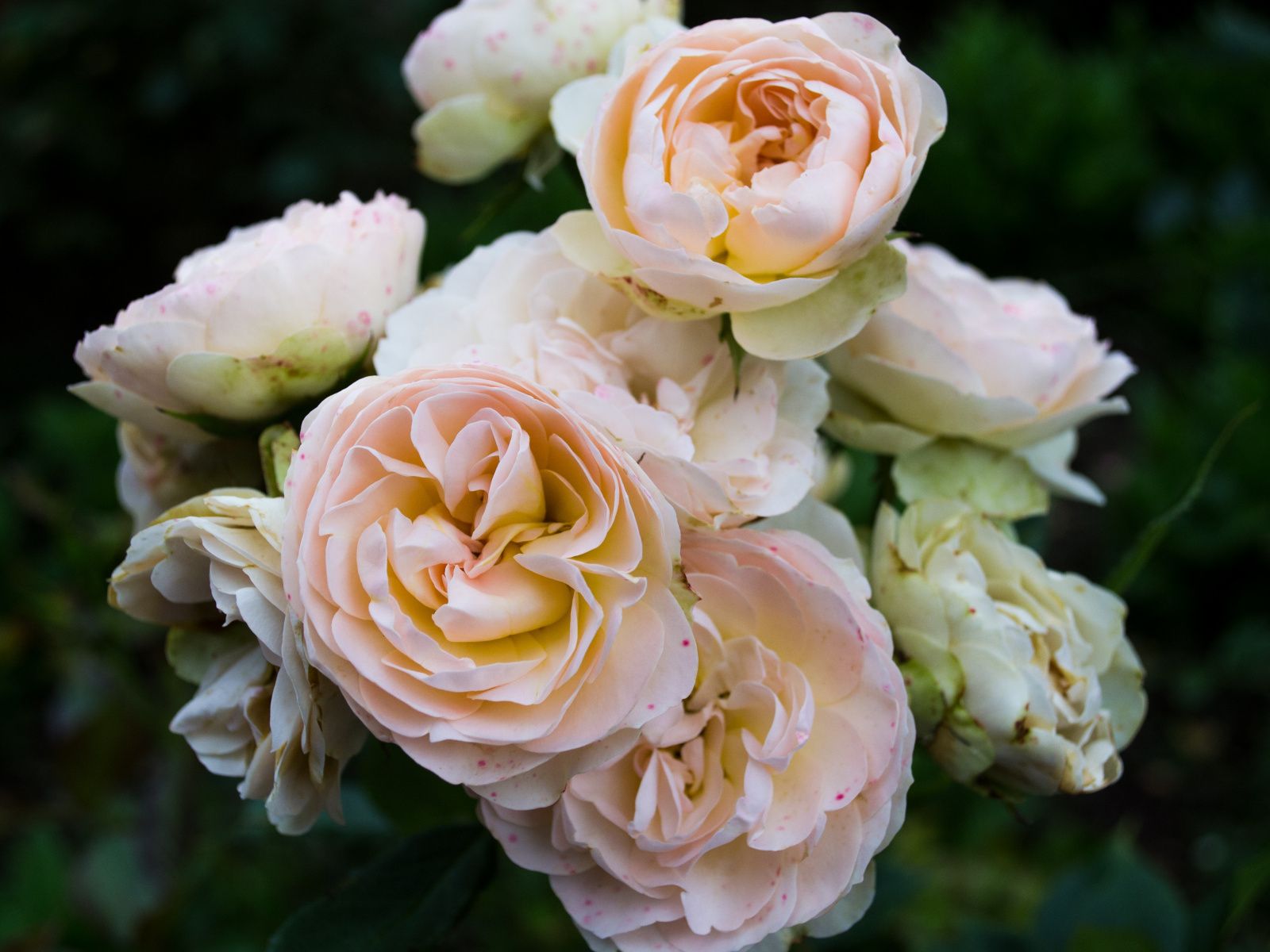 Rose rosa chiaro in fiore, 1600x1200 HD Ready, Laptop
