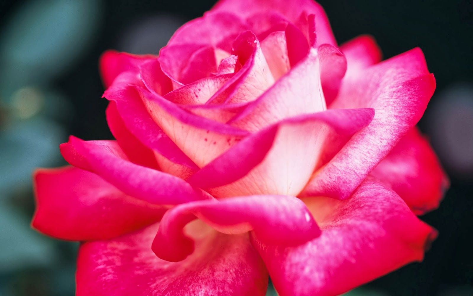 Rosa rosa fucsia in primo piano, 1600x1000 HD, Desktop