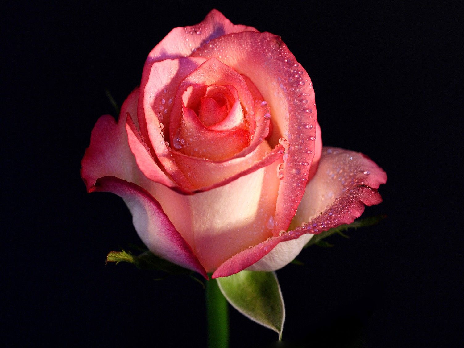 Rosa rosa con gocce, 1504x1128 720p, PC