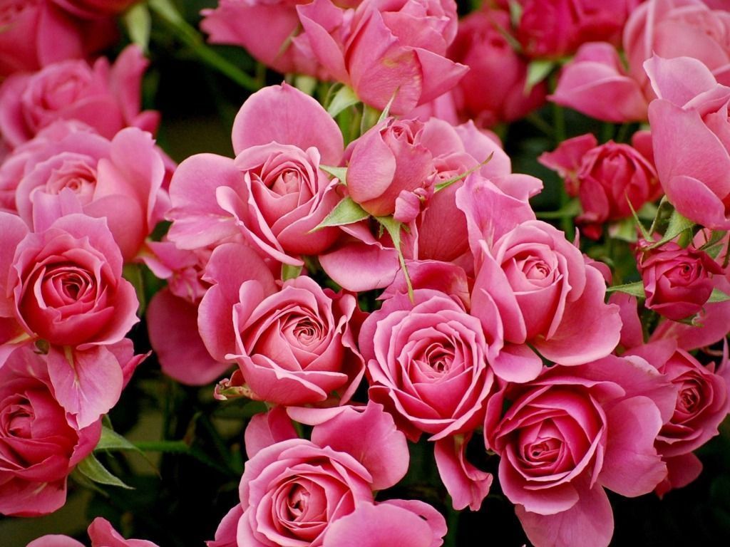 Rose rosa in fiore, 1024x768 HD, PC