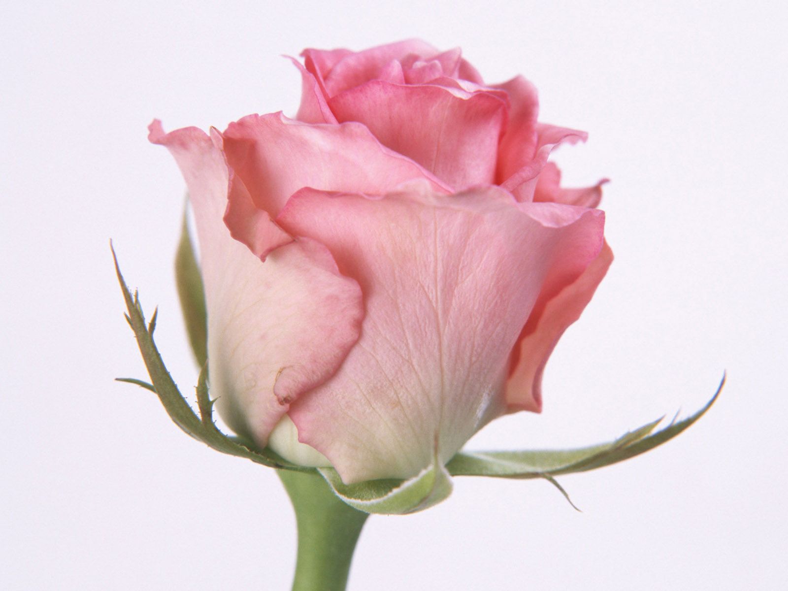 Rosa rosa chiaro singola, 1600x1200 900p, Desktop