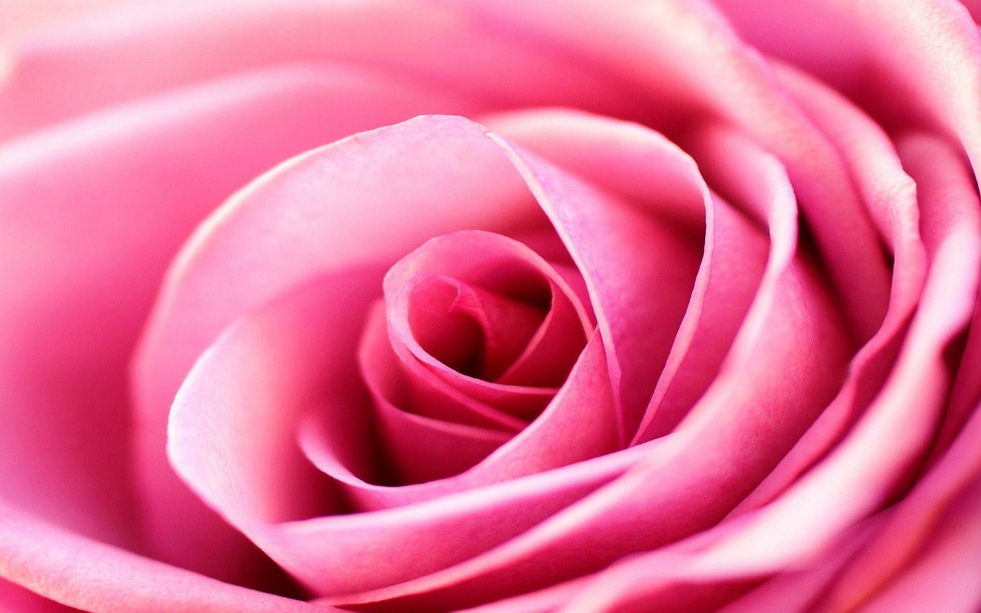 Rosa rosa macro, 1920x1200 WUXGA, Desktop