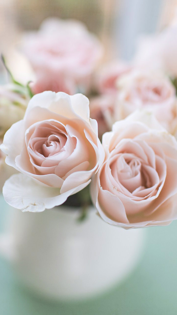 Rose rosa chiaro in vaso, 720x1280 Full HD Verticale, Smartphone