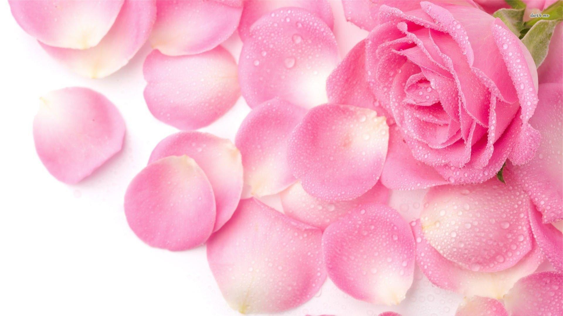 Rosa rosa e petali, 1920x1080 1080p, Laptop