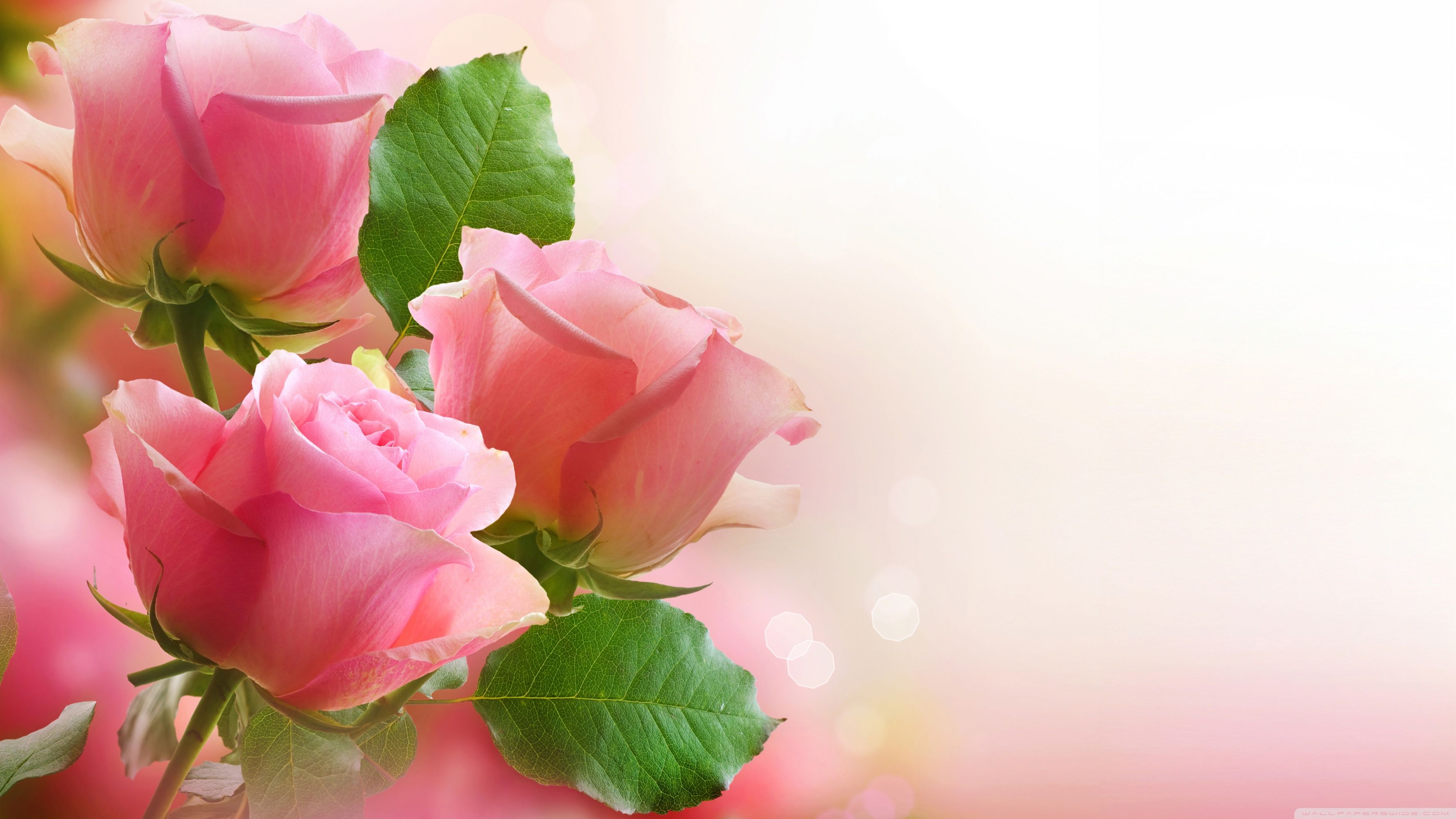Rose rosa con foglie verdi, 3554x1999 2K, Desktop