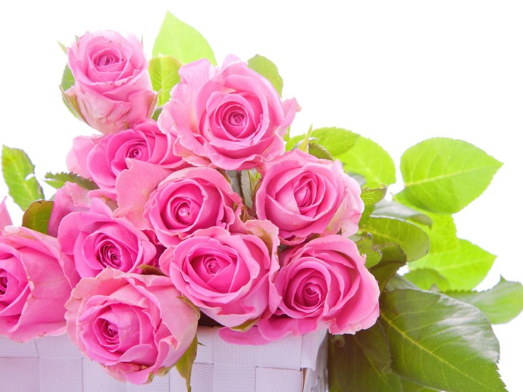 Rose rosa in cestino bianco, 1024x768 HD, iMac