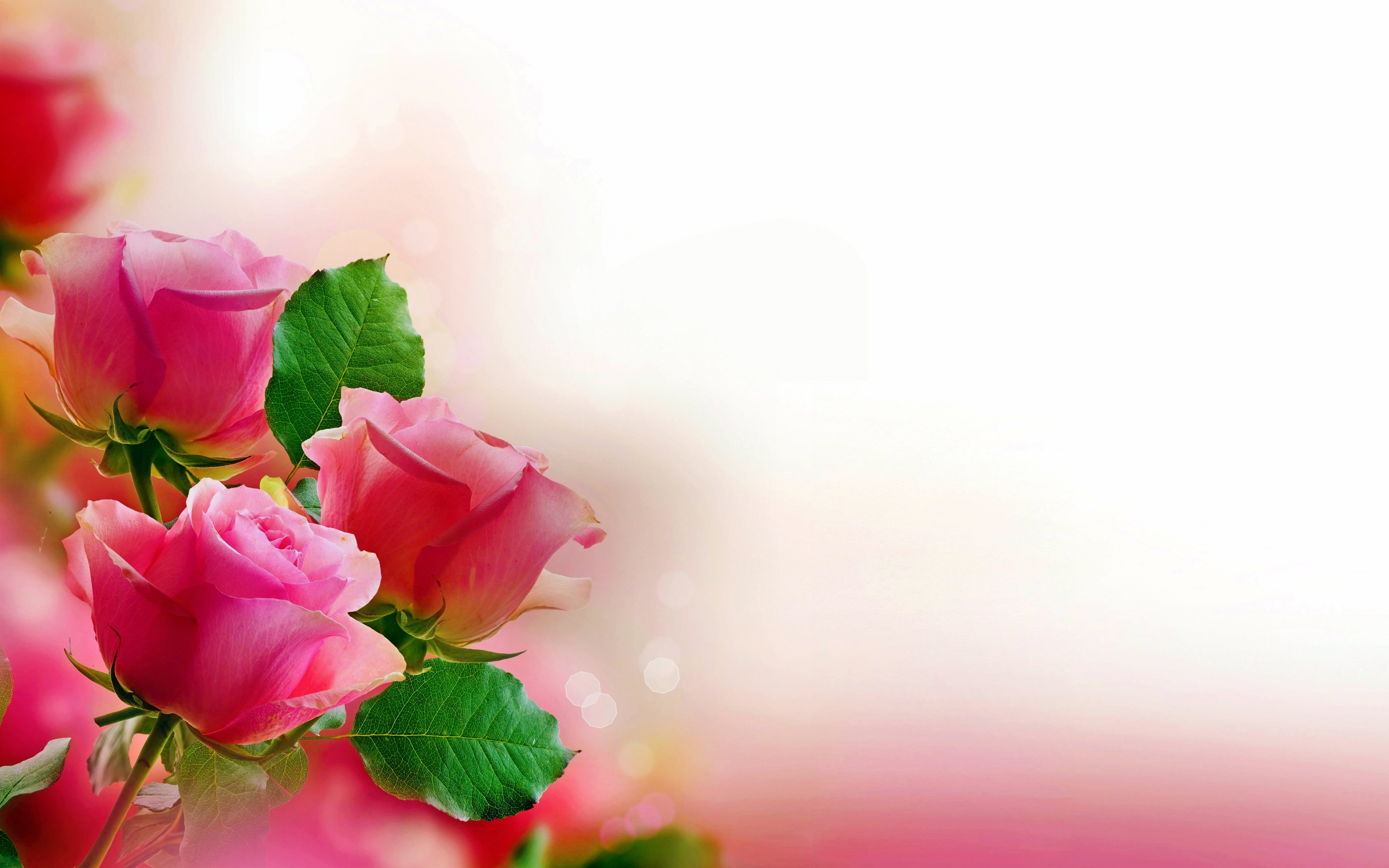 Rose rosa sfondo chiaro, 5616x3510 Ultra HD, 4K TV