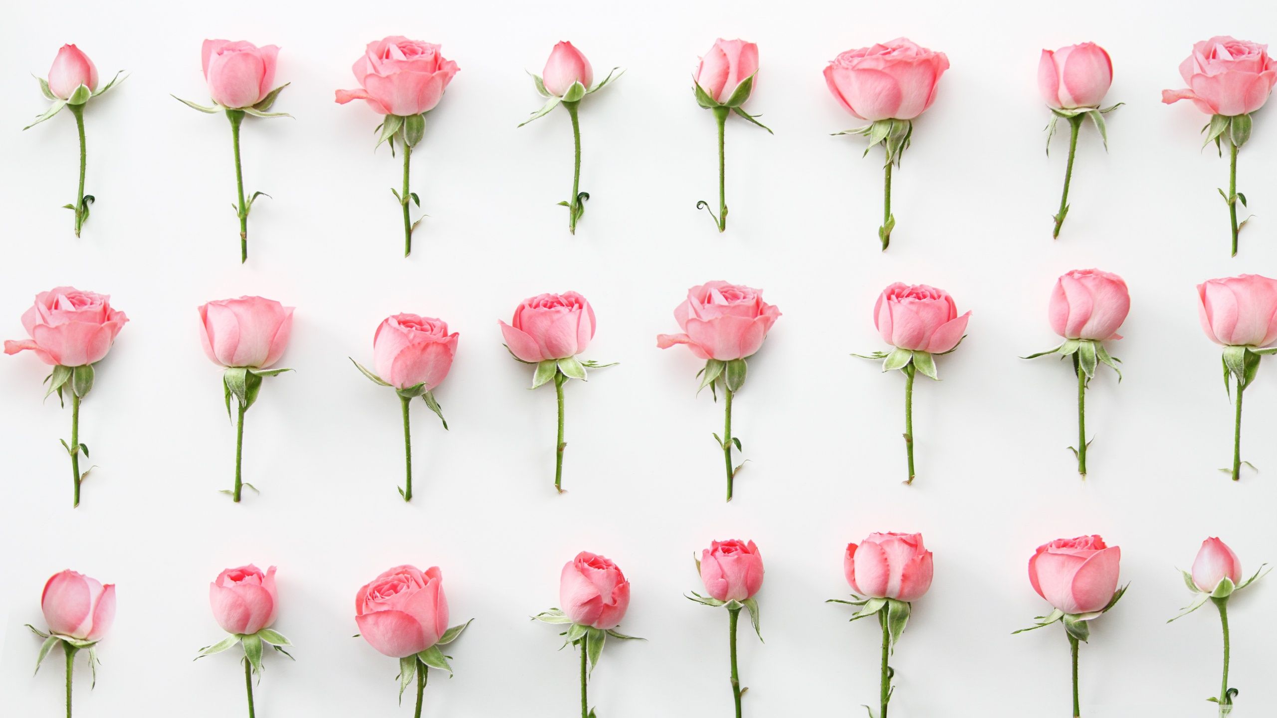 Rose rosa in file ordinate, 2560x1440 QHD, Laptop