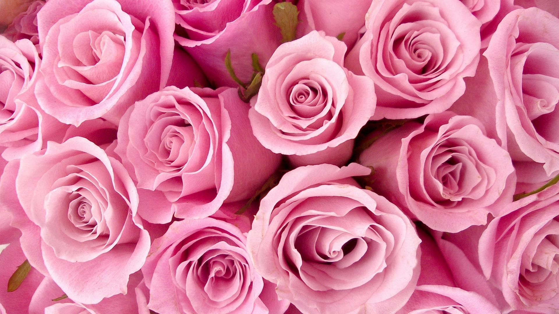 Rose rosa in primo piano, 1920x1080 Full HD 1080p, Desktop