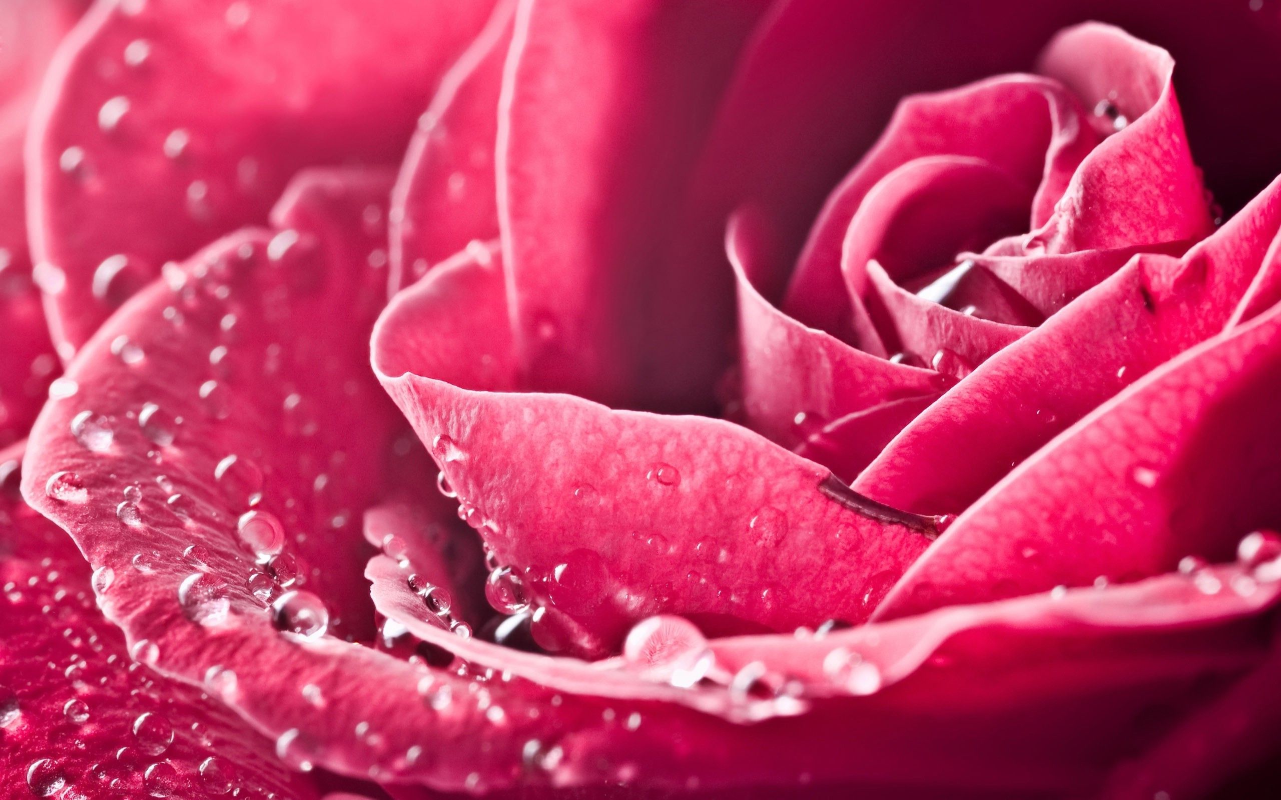 Rosa rosa con gocce d'acqua, 2560x1600 WQXGA, Desktop