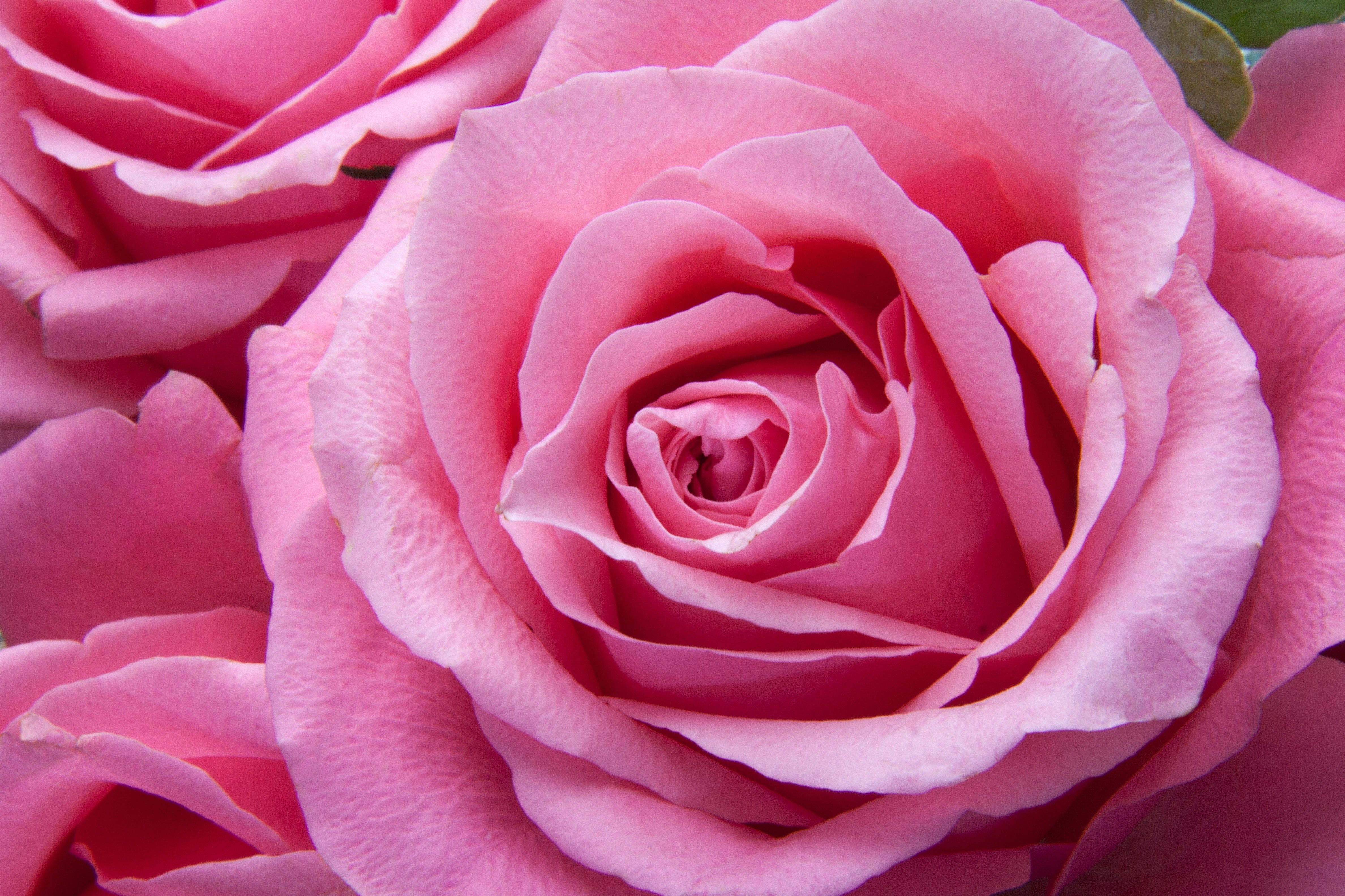 Rose rosa in primo piano, 4752x3168 UHD, PC 4K