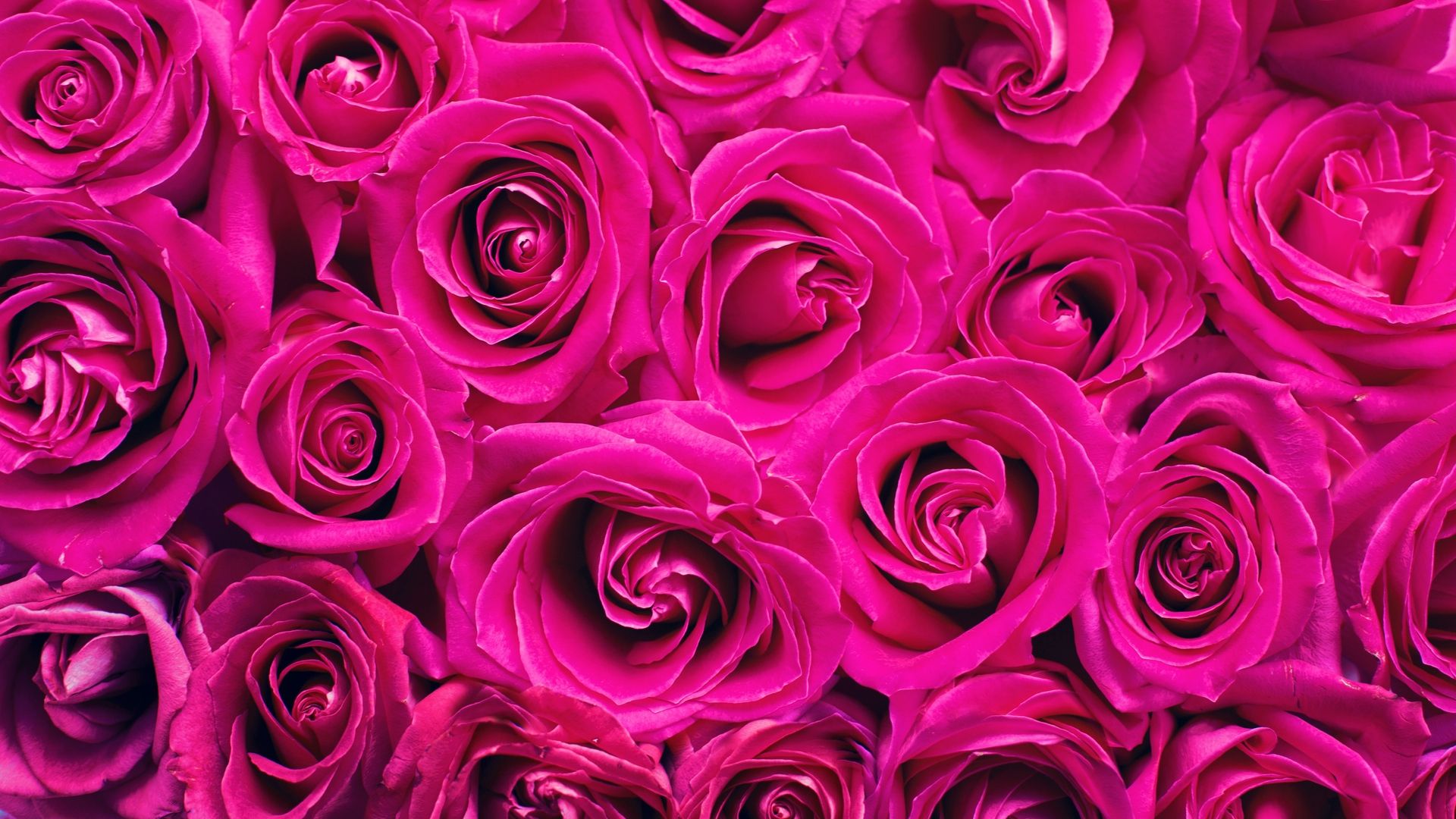 Rose rosa fucsia intense, 1920x1080 Full HD, Laptop