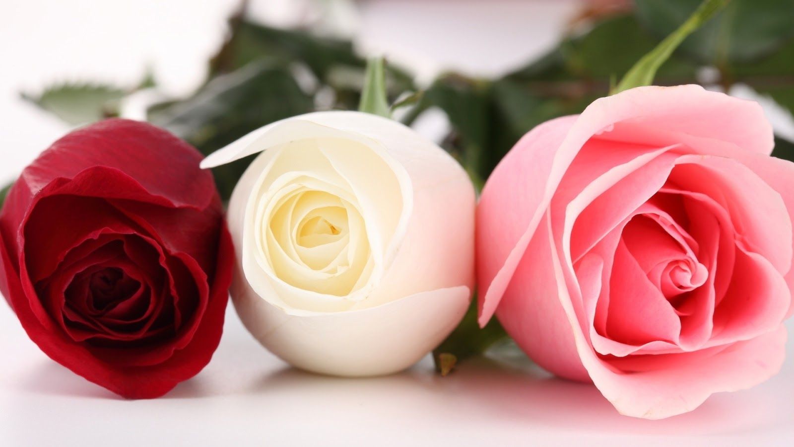 Tre rose rossa bianca rosa, 1600x900 HD Ready, Desktop
