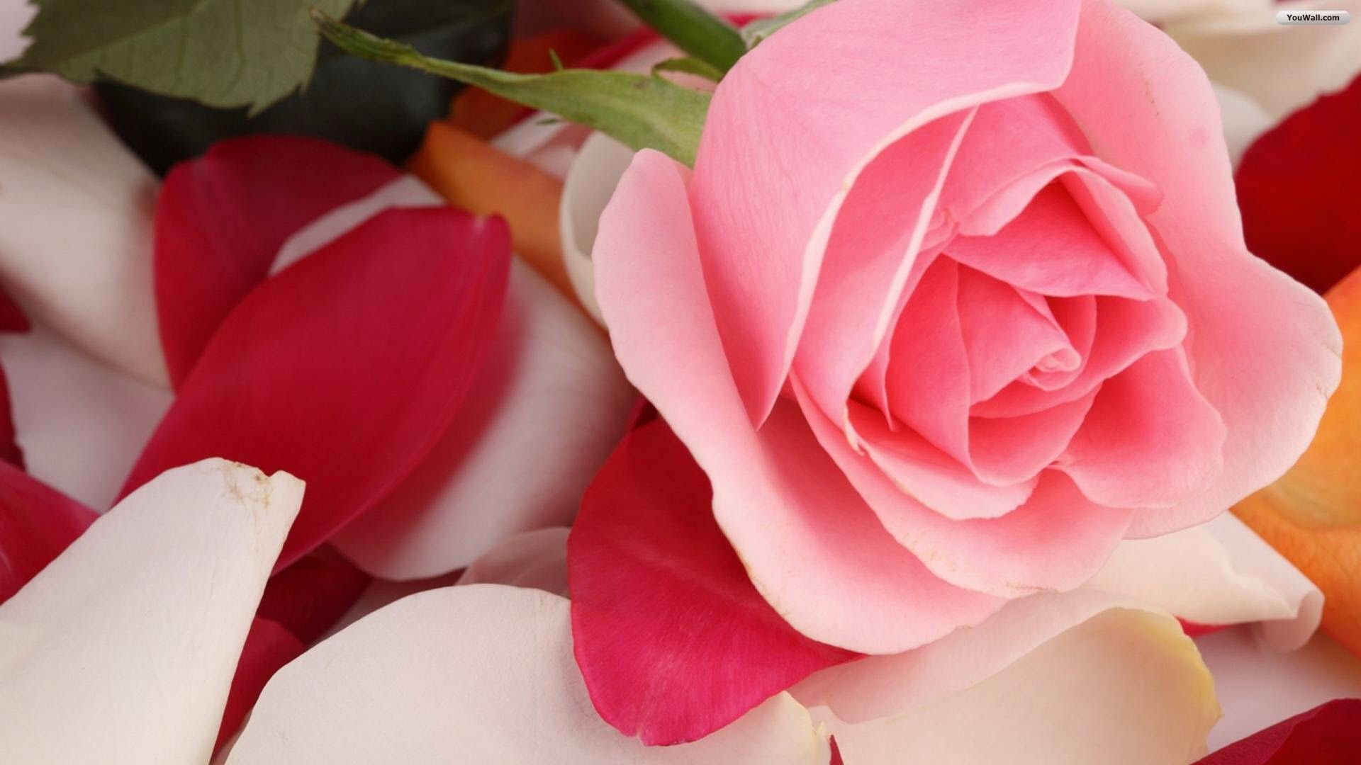 Rosa rosa con petali, 1920x1080 Full HD, PC Desktop