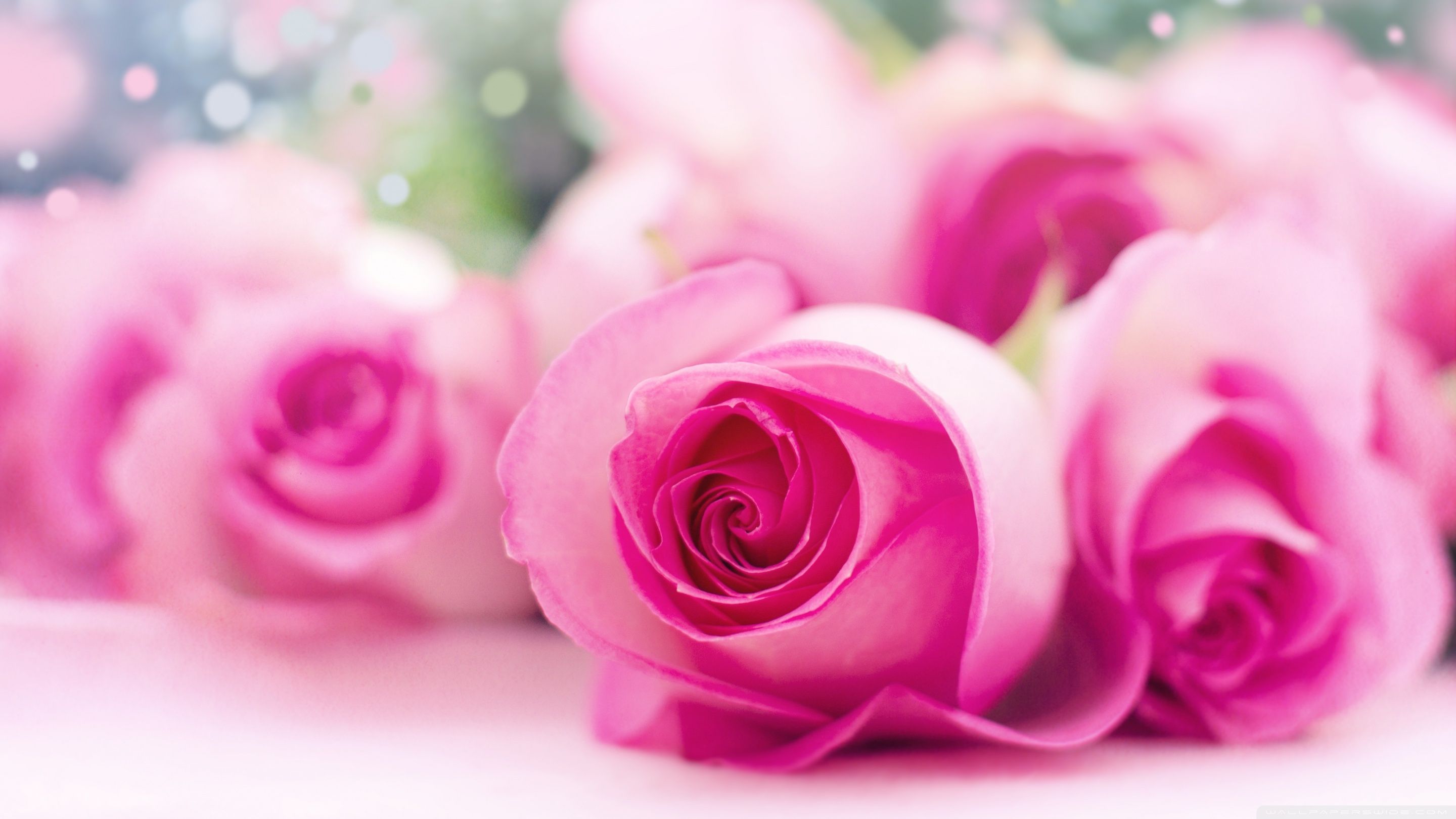 Rose rosa sfocato bokeh, 2880x1620 WQXGA, Laptop