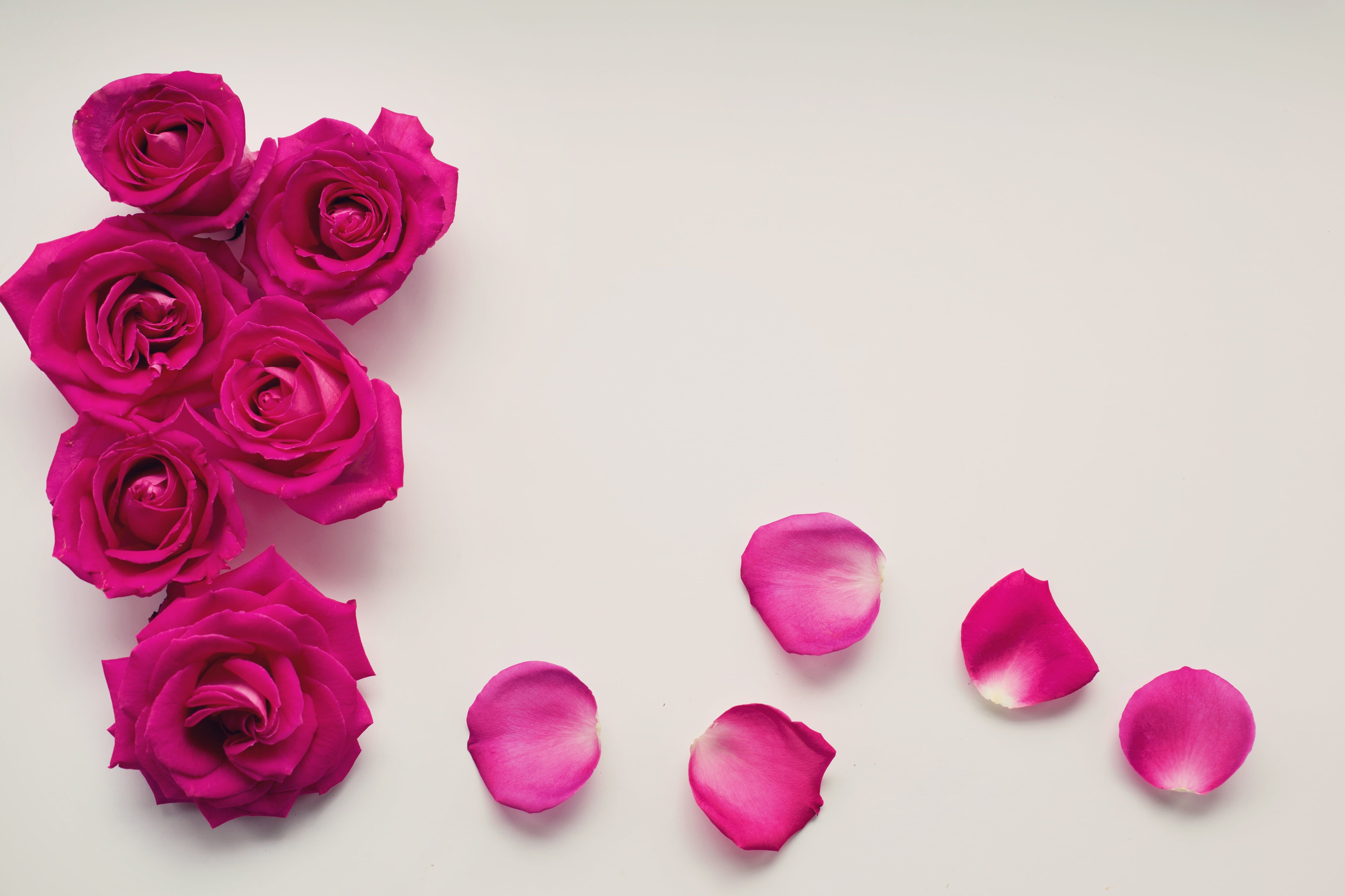 Rose rosa fucsia e petali, 5364x3576 Ultra HD, 4K TV