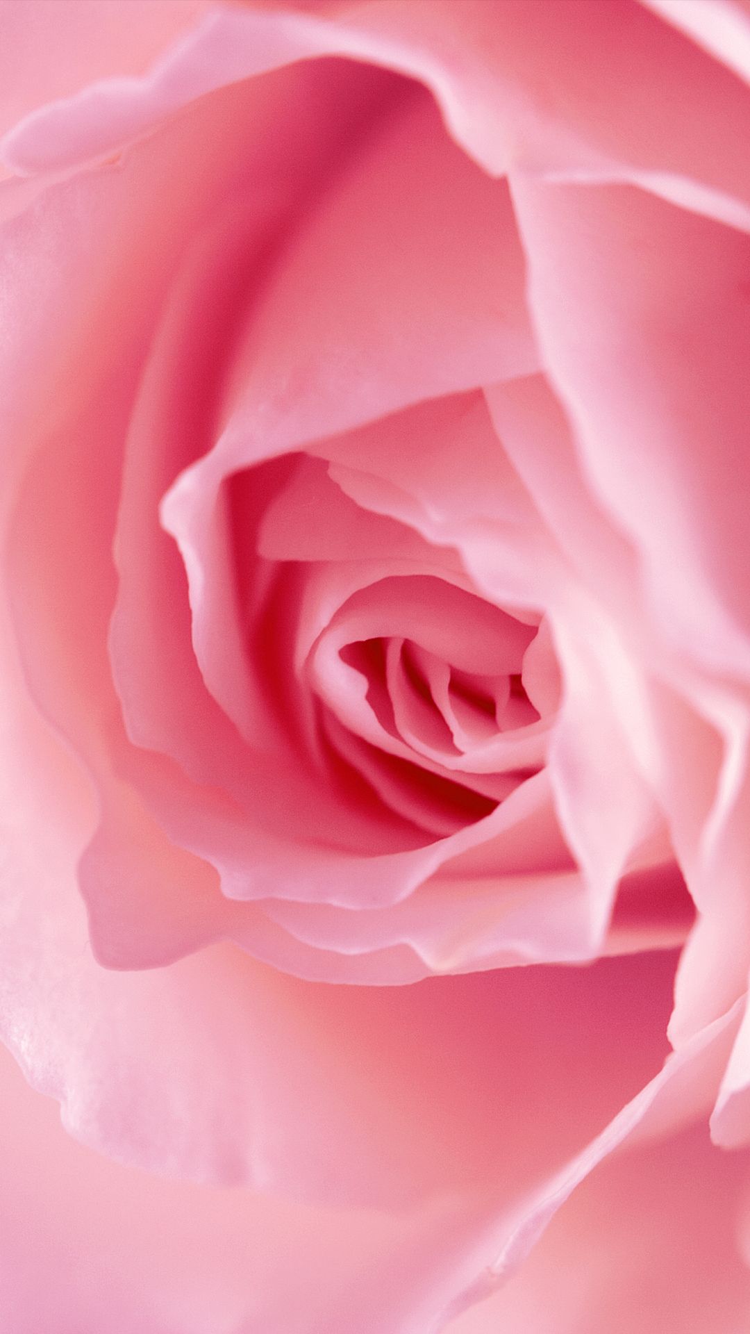 Rosa rosa primo piano, 1080x1920 Full HD Verticale, iPhone