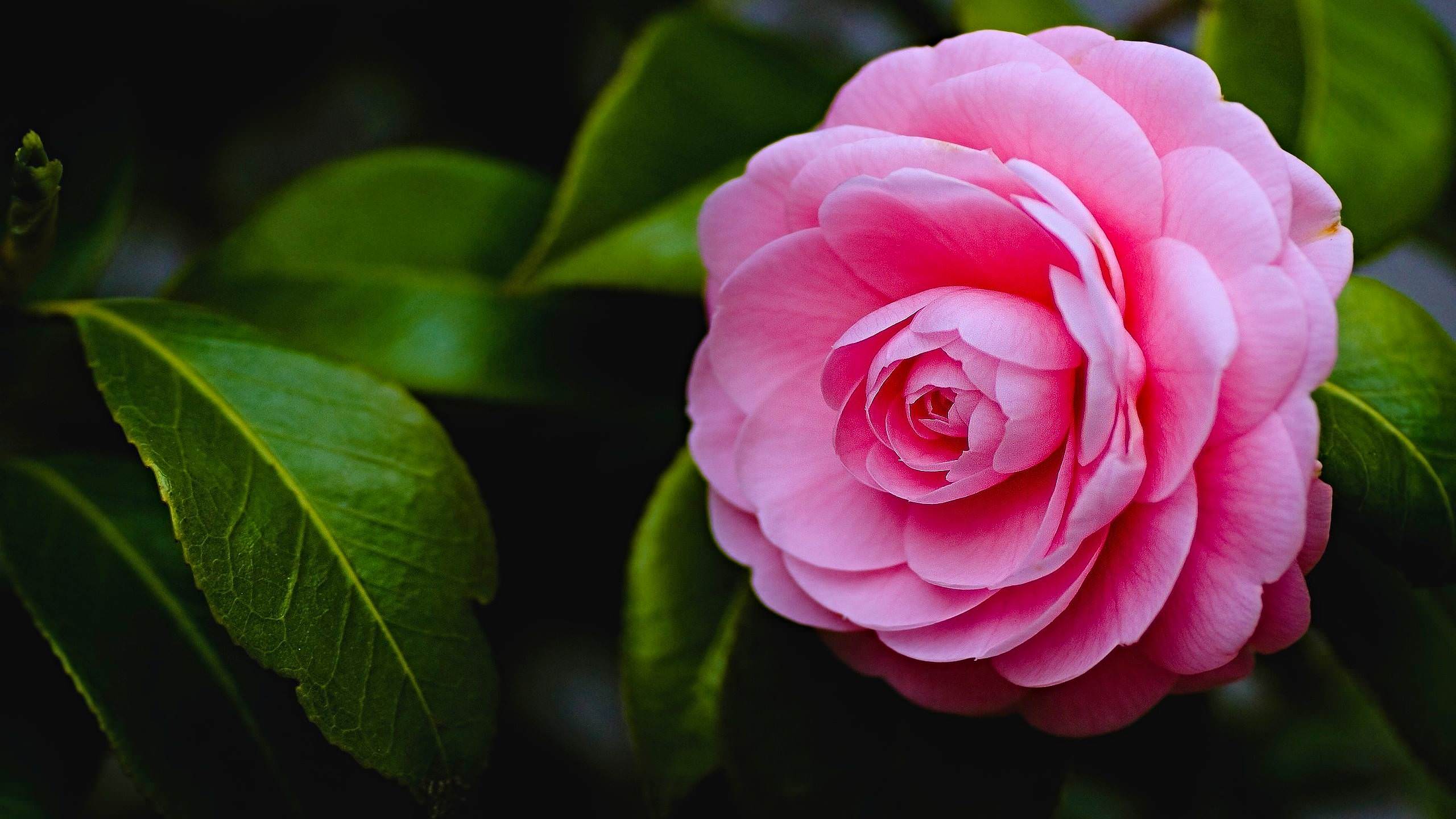 Rosa rosa con foglie verdi, 2560x1440 2K, Monitor Gaming