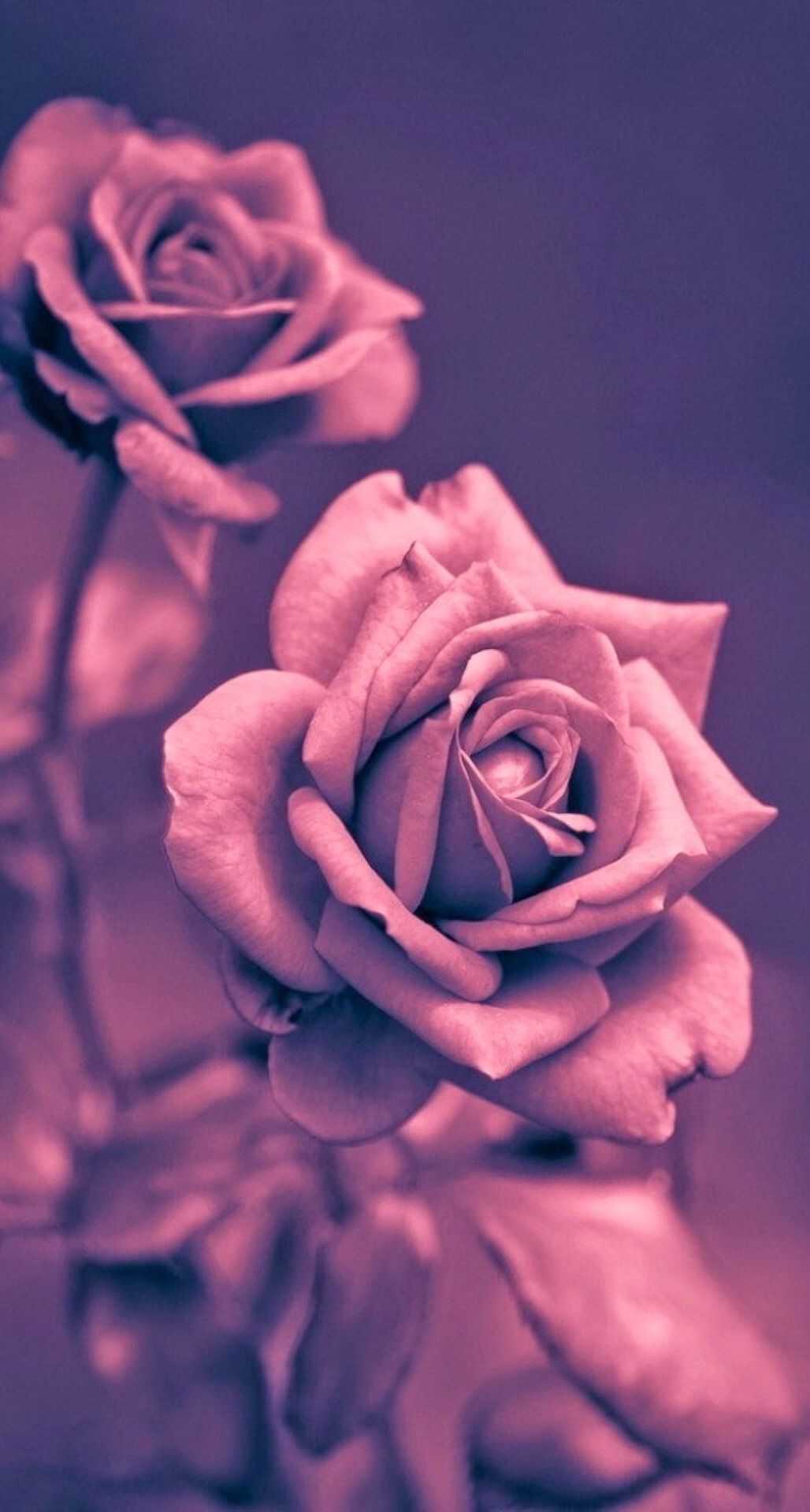 Rose rosa primo piano, 1028x1920 Full HD Verticale, Smartphone