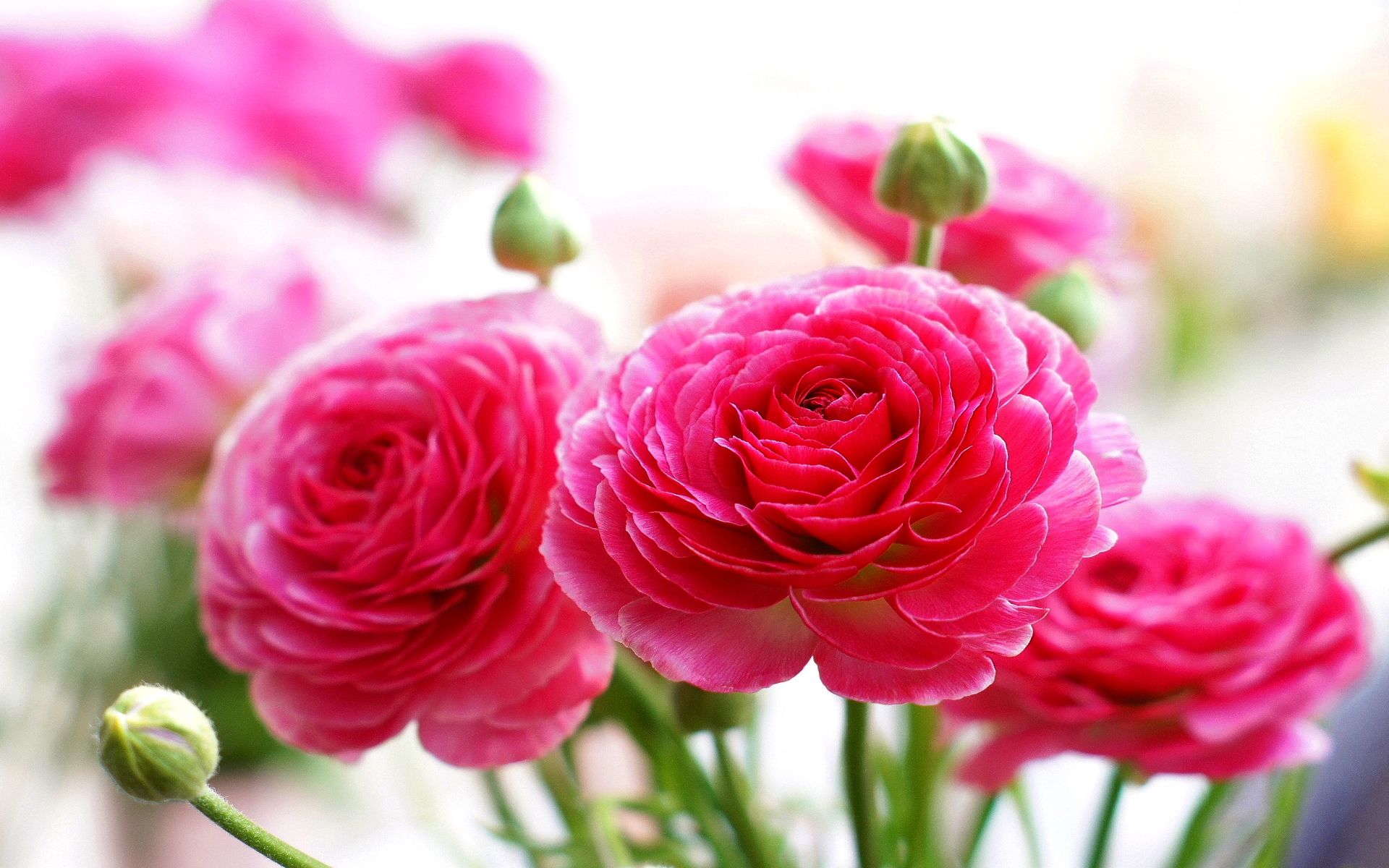 Rose rosa in fiore, 1920x1200 WUXGA, iMac