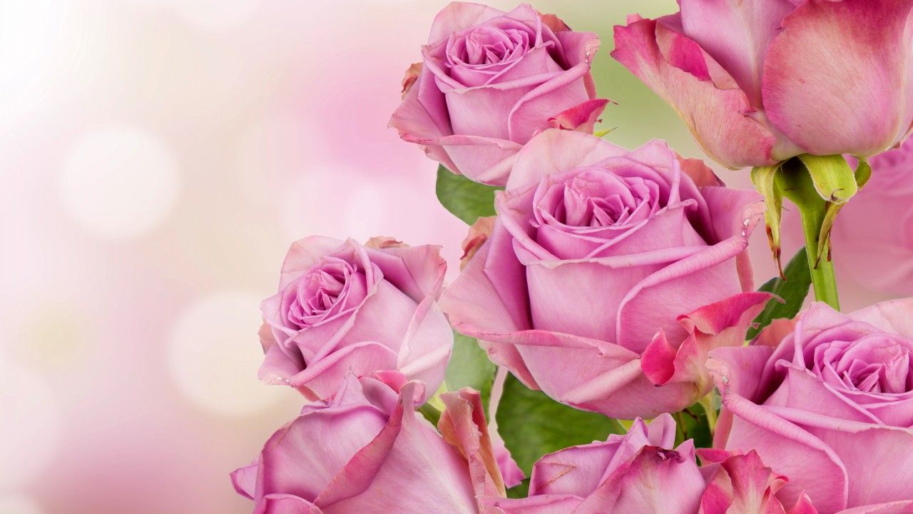 Rose rosa bouquet, 1280x720 HD, Desktop