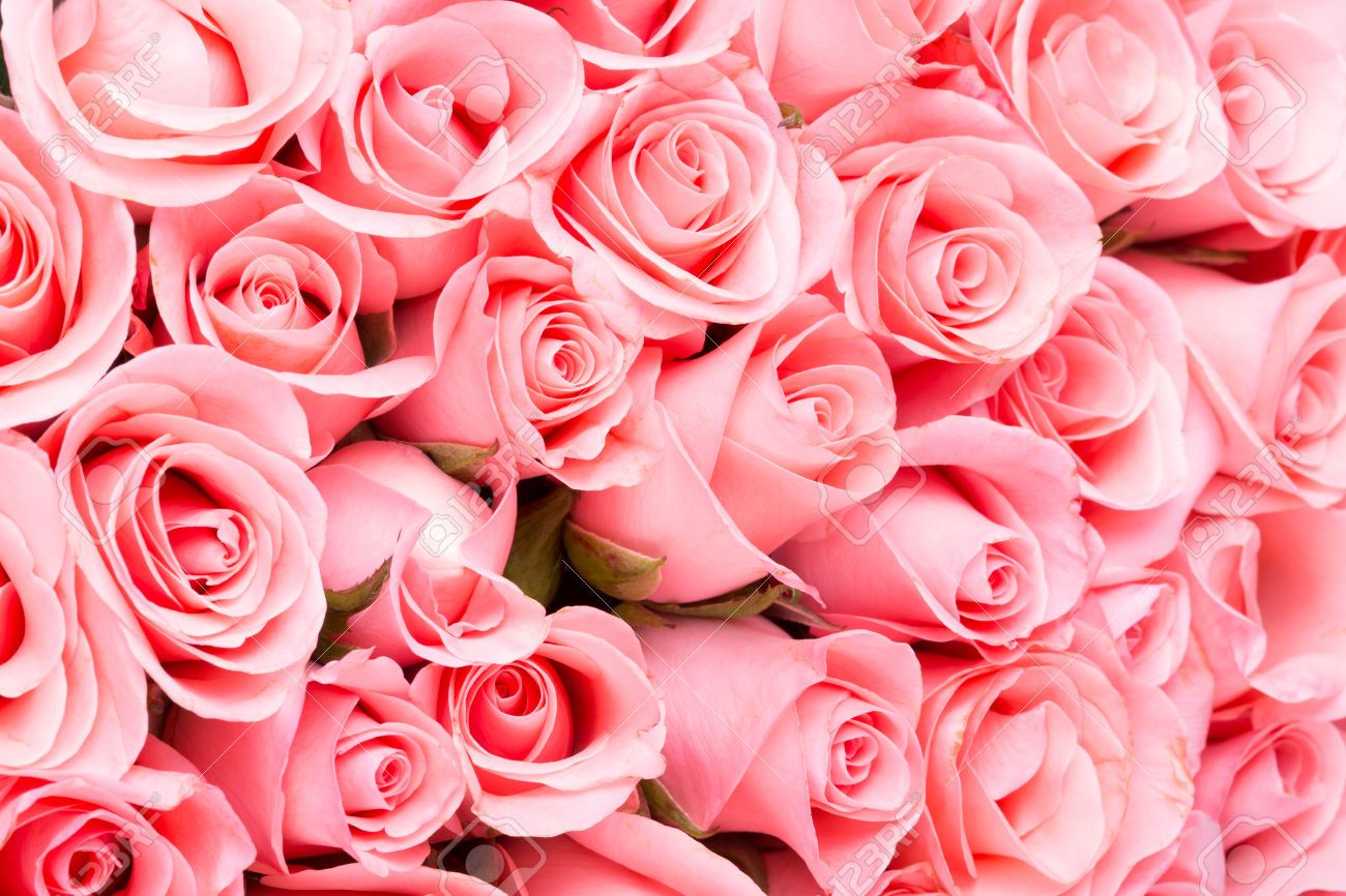 Rose rosa fitte, 1300x866 720p, PC