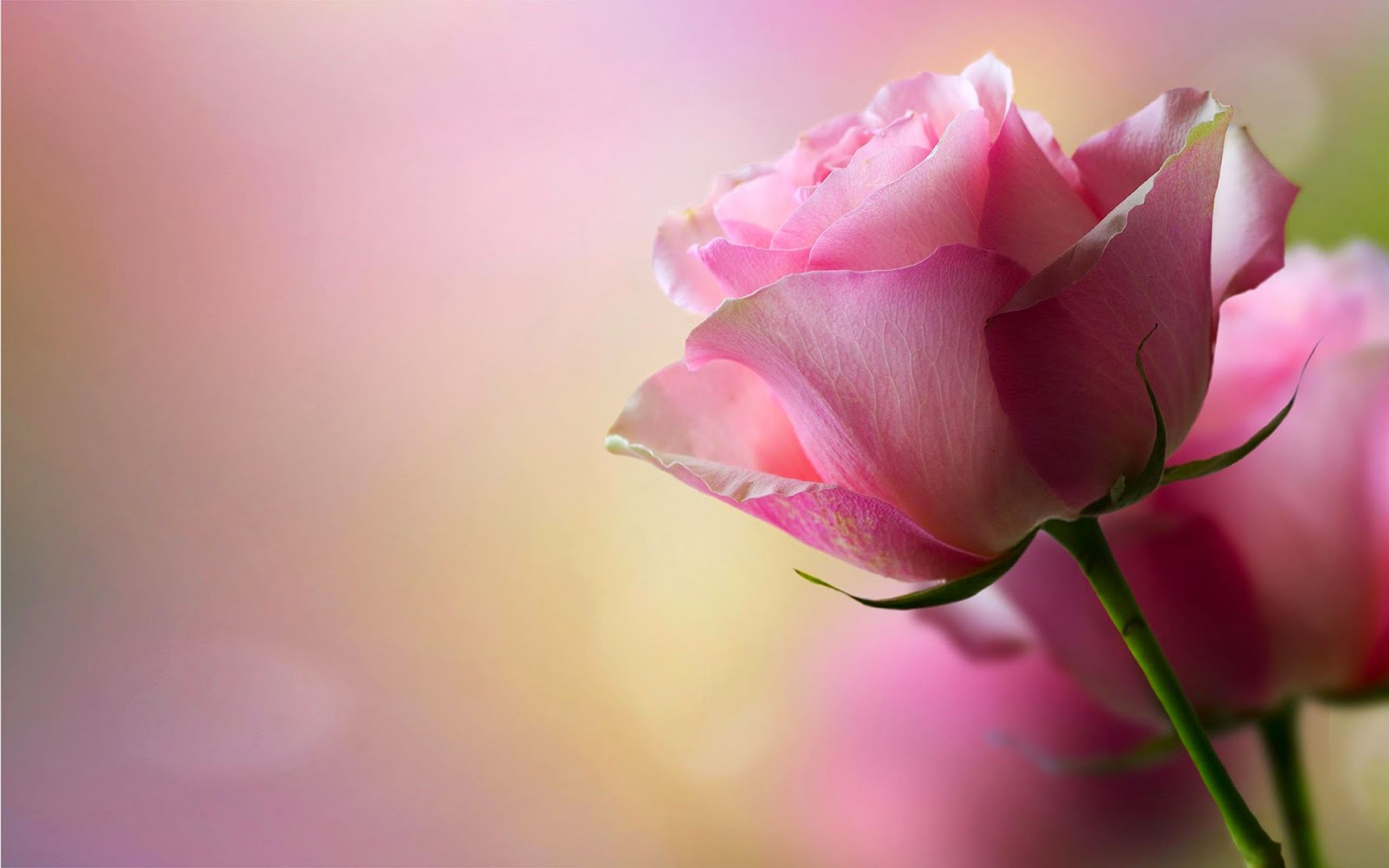 Rose rosa sfocate, 2560x1600 WQXGA, Desktop