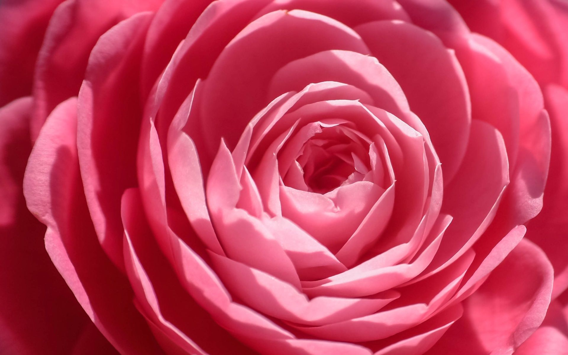 Rosa rosa in primo piano, 1920x1200 WUXGA, iMac