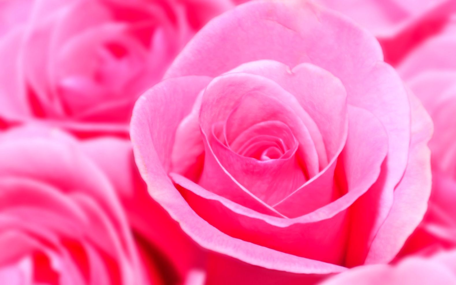 Rose rosa in primo piano, 1579x987 HD, Desktop