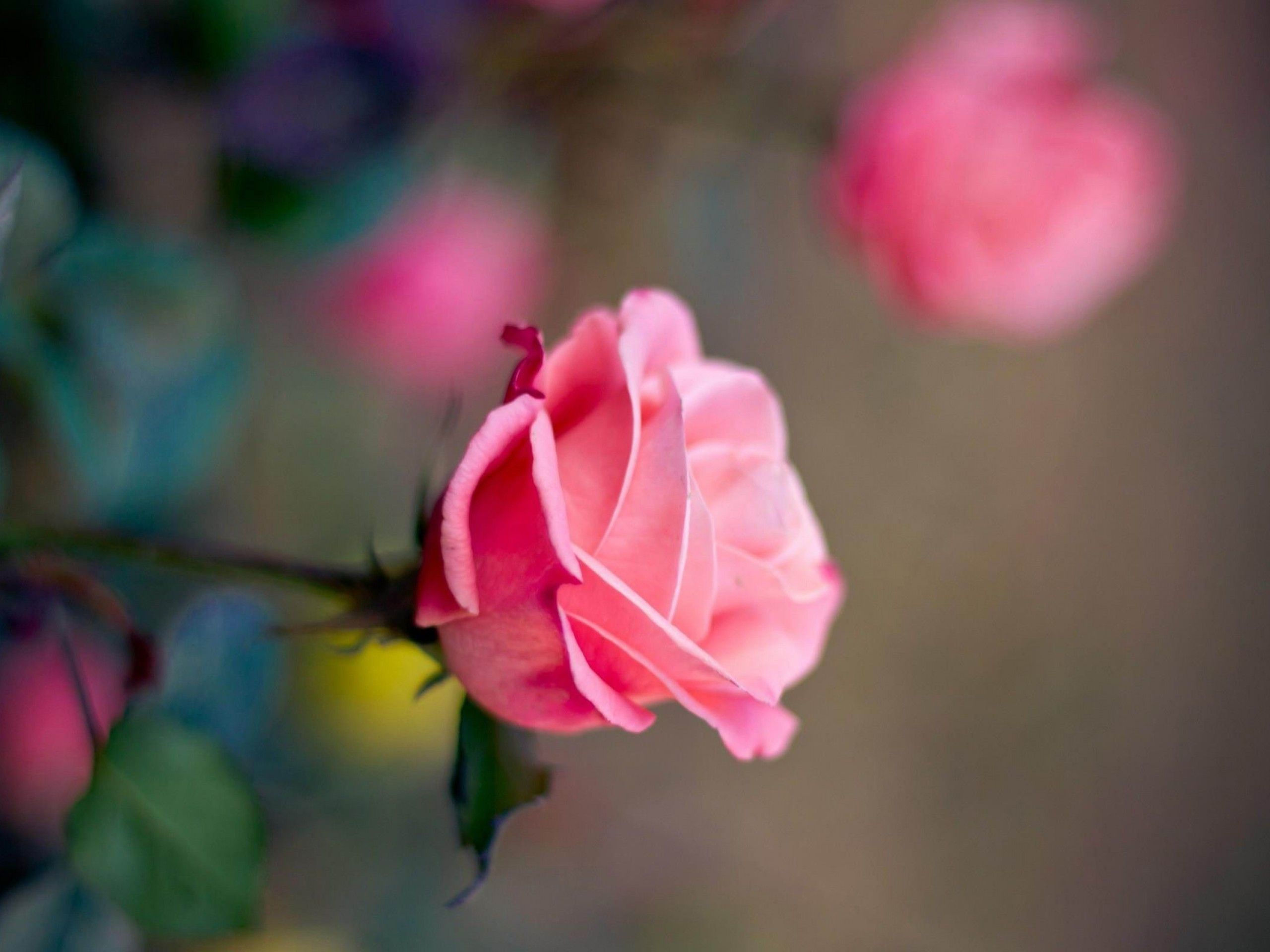 Rosa rosa in fiore, 2560x1920 2K, PC