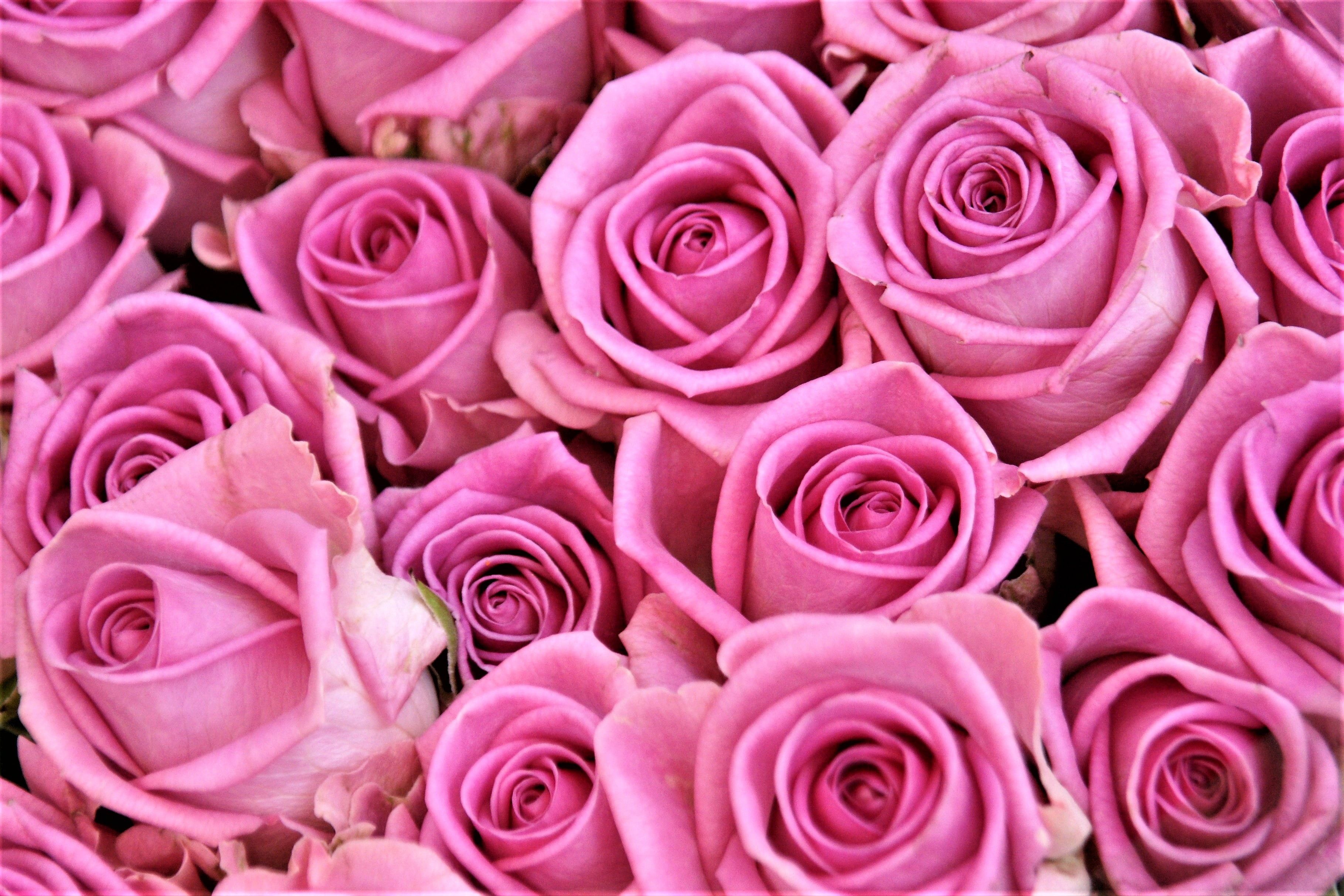 Rose rosa in primo piano, 3637x2425 2K+, Desktop