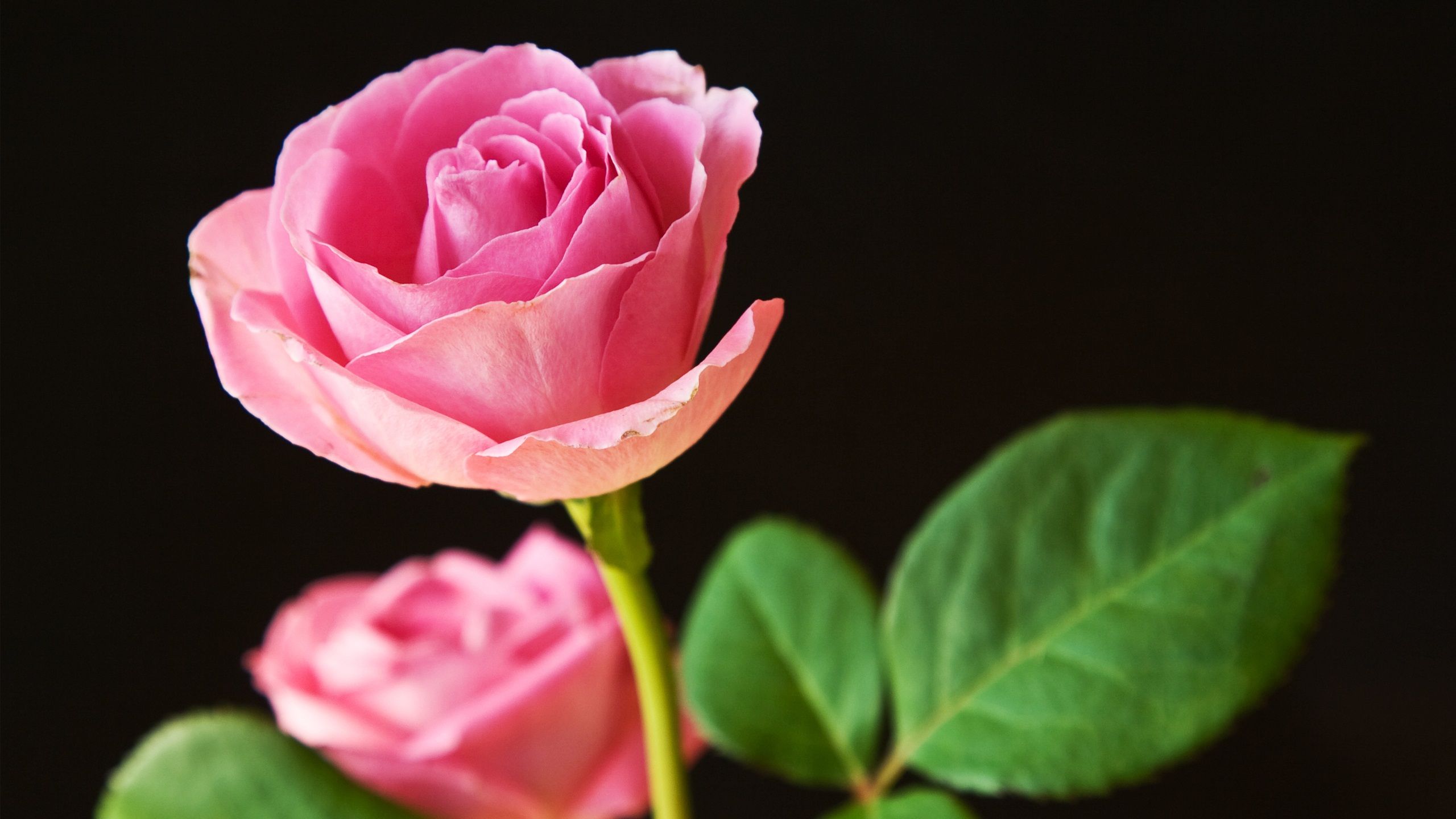 Rose rosa sfondo nero, 2560x1440 QHD, Laptop