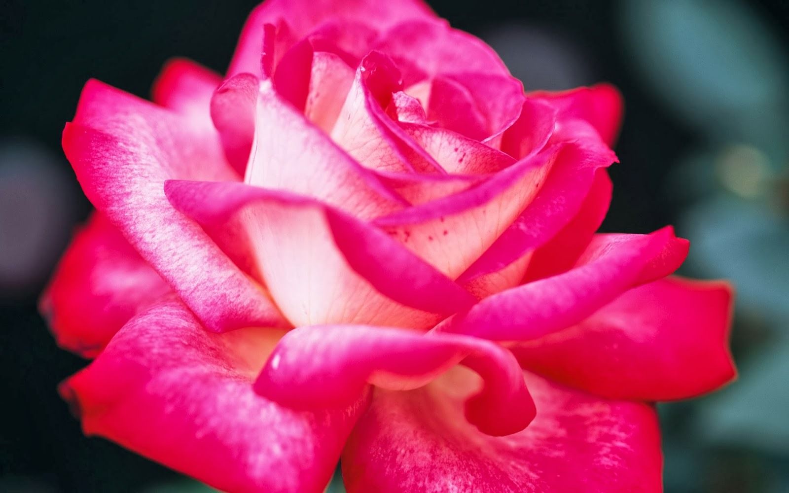 Rosa rosa in primo piano, 1600x1000 HD Ready, Desktop