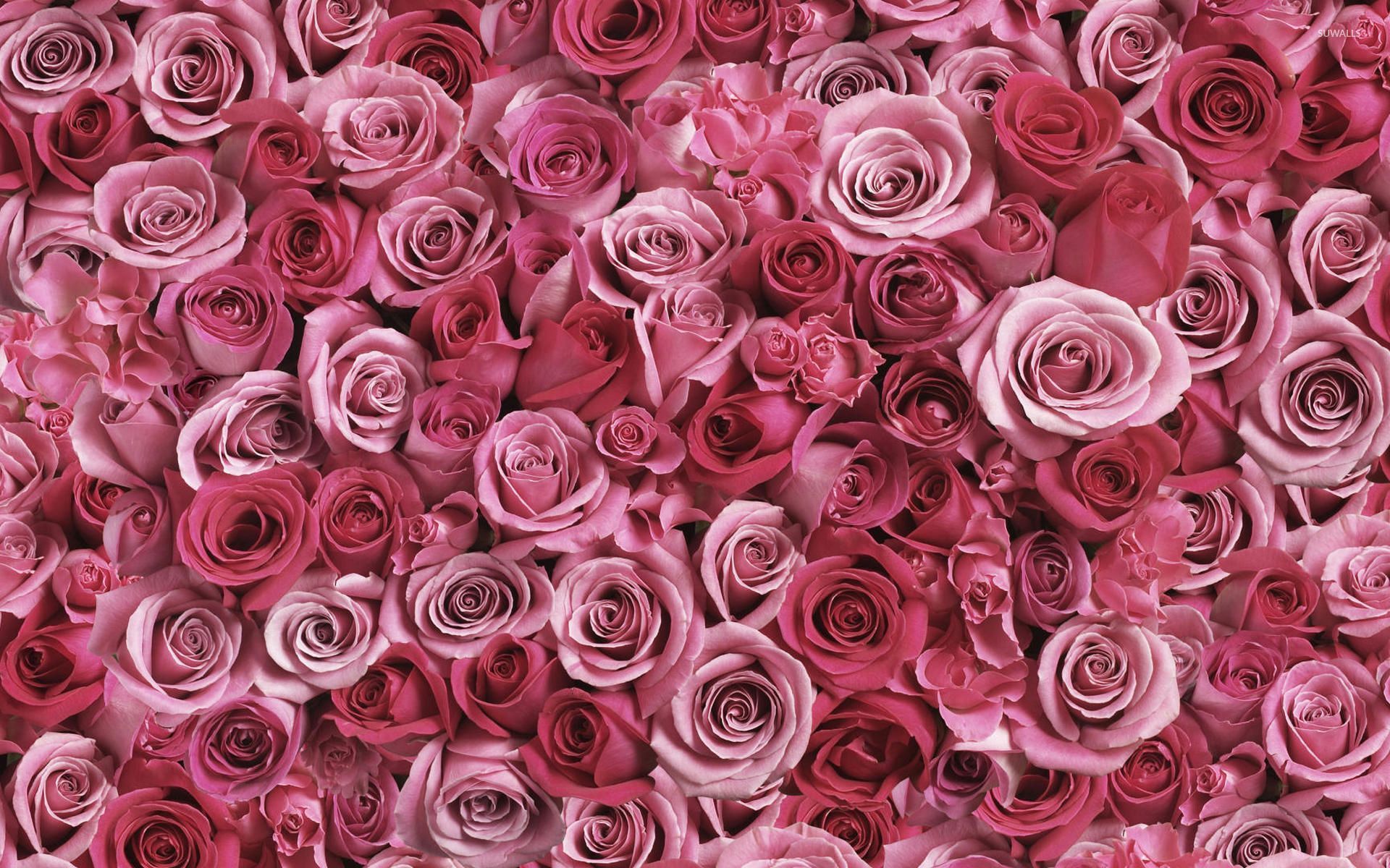 Rose rosa fitte pattern, 1920x1200 Full HD+, PC