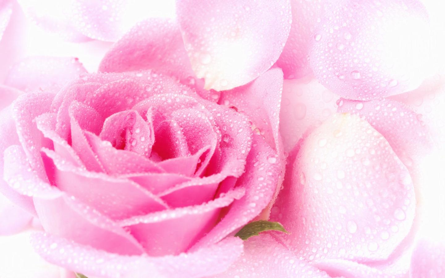 Rosa rosa con gocce d'acqua, 1440x900 HD, Desktop