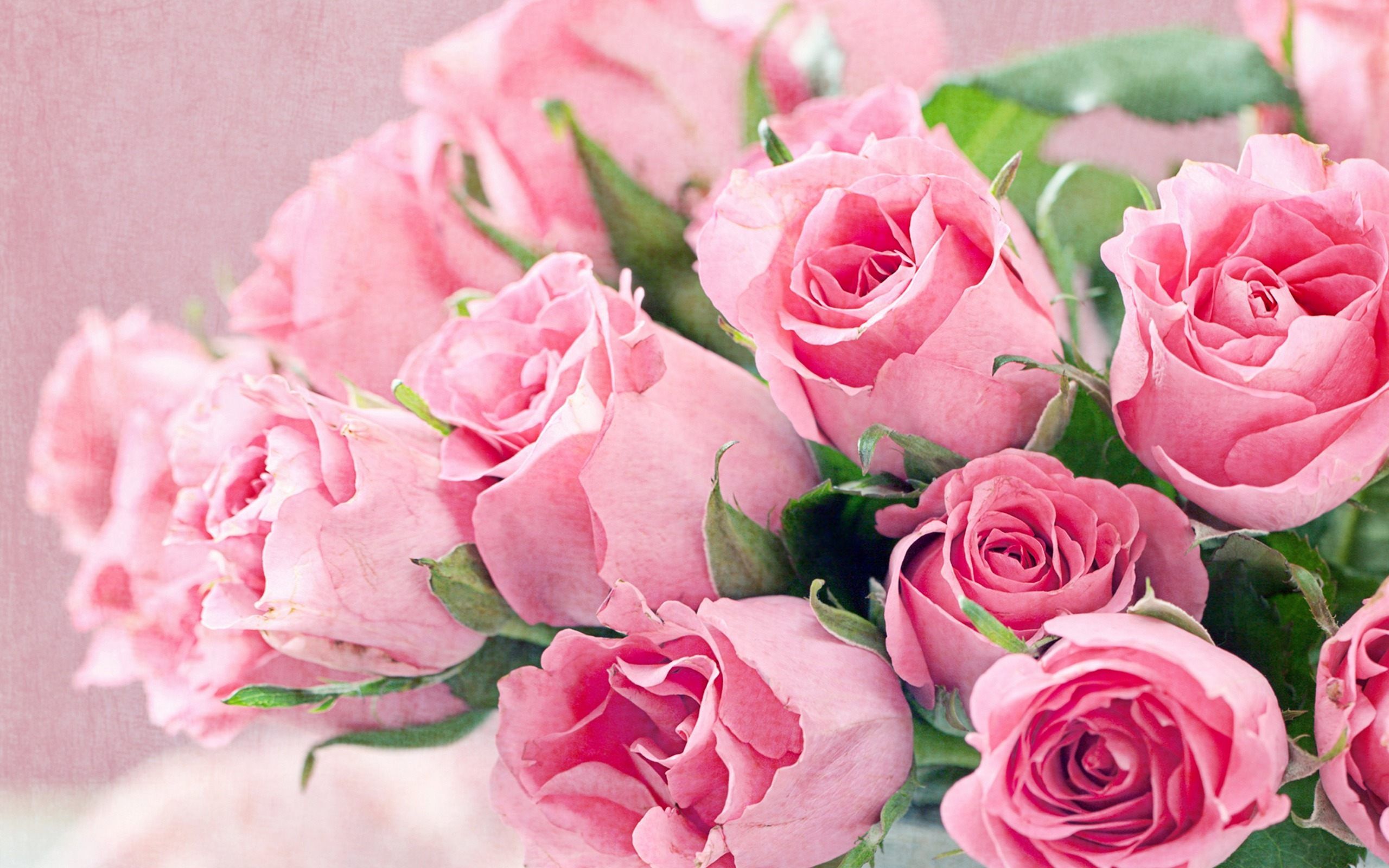 Mazzo di rose rosa, 2560x1600 2K+, PC