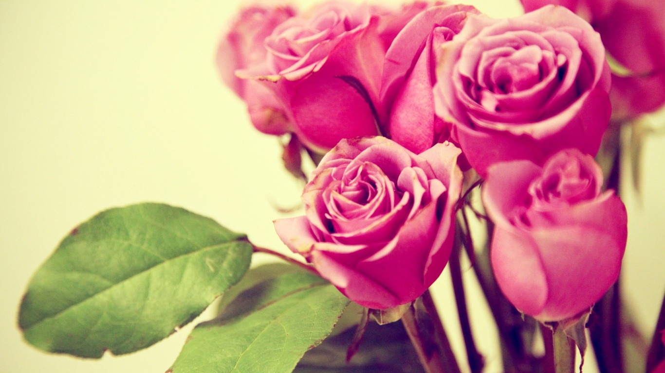 Rose rosa bouquet, 1366x768 HD, Desktop