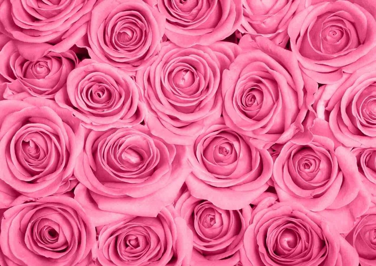 Rose rosa a grappolo, 1274x900 HD, Desktop