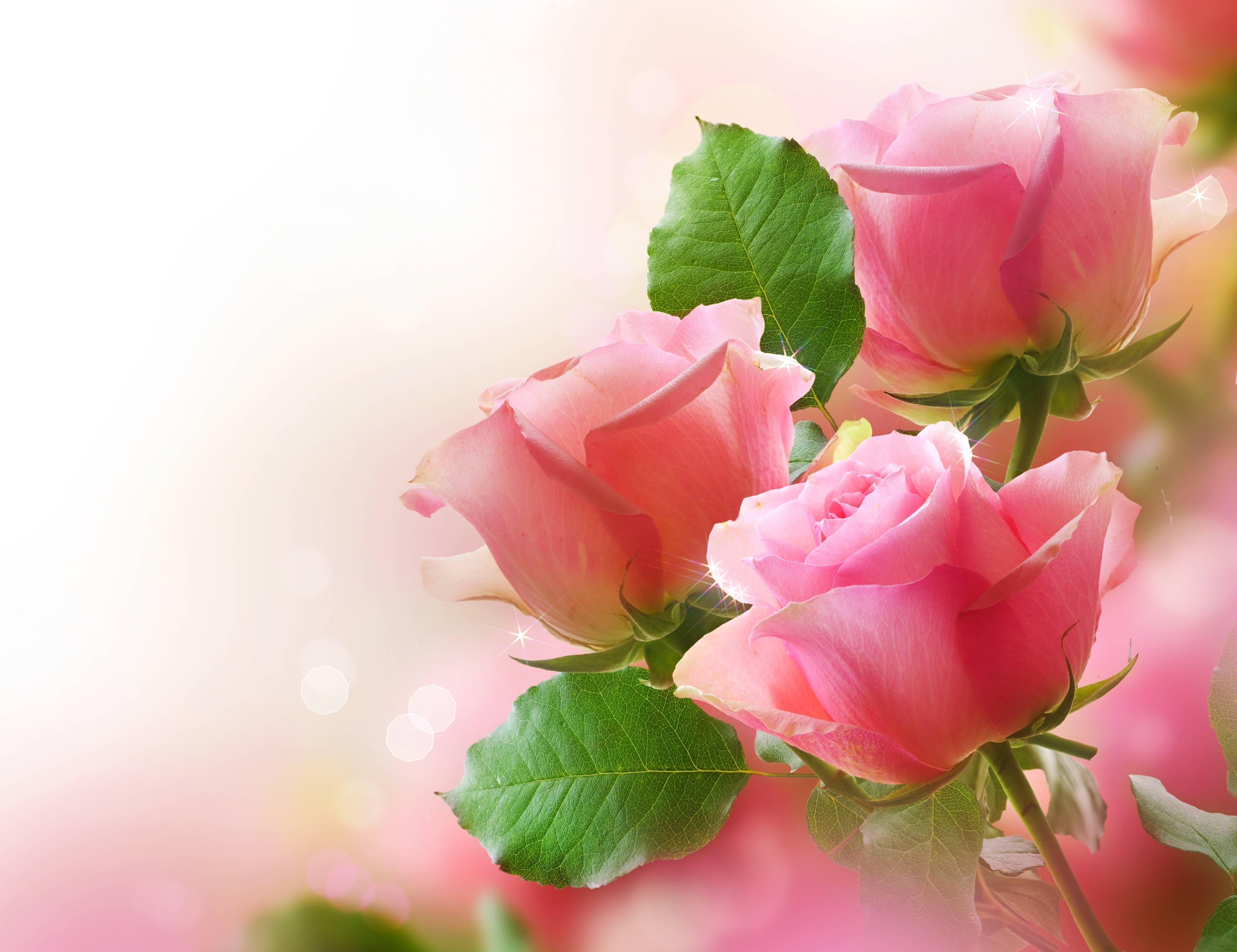 Rose rosa con foglie verdi, 4698x3619 Ultra HD, 4K TV